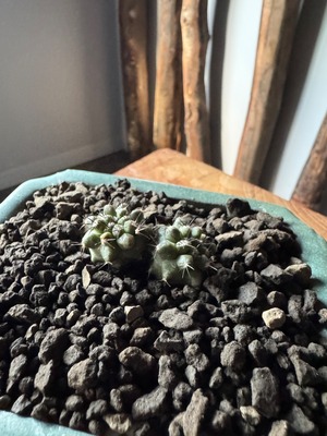 【新着】Copiapoa bridgesii × 盆栽鉢【最高のダブルヘッド】コピアポア ブリトゲシー 舞竜丸
