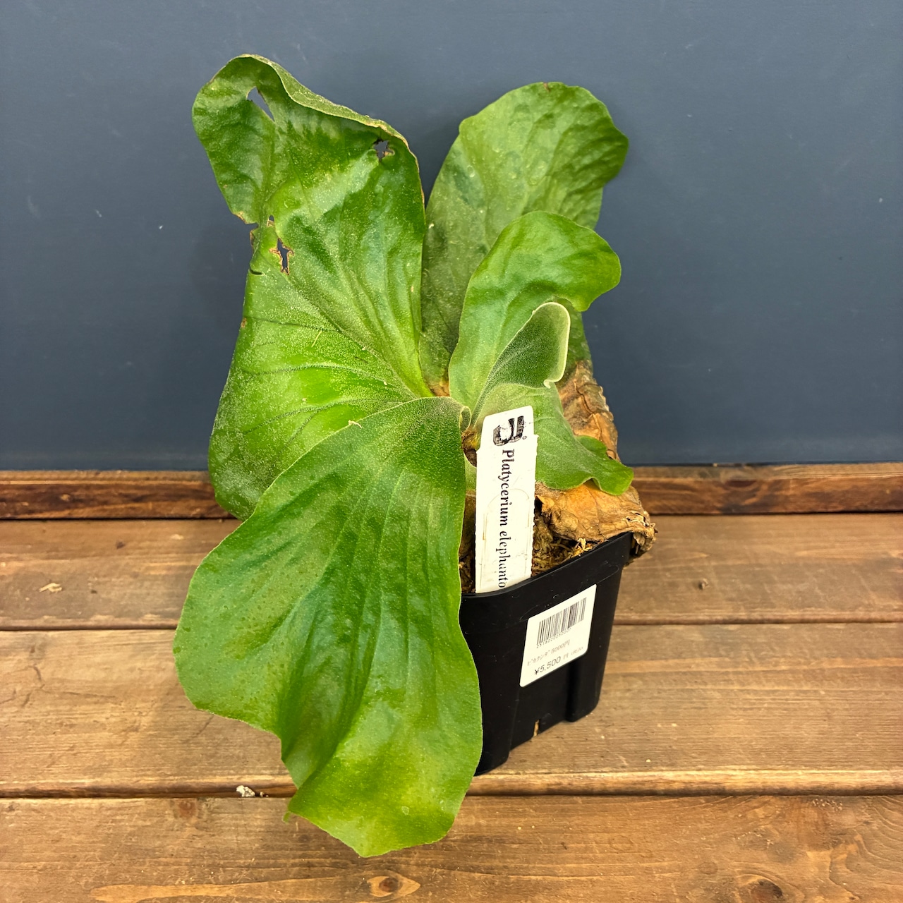 ビカクシダ P. elephantotis var. Mammuthus【797】