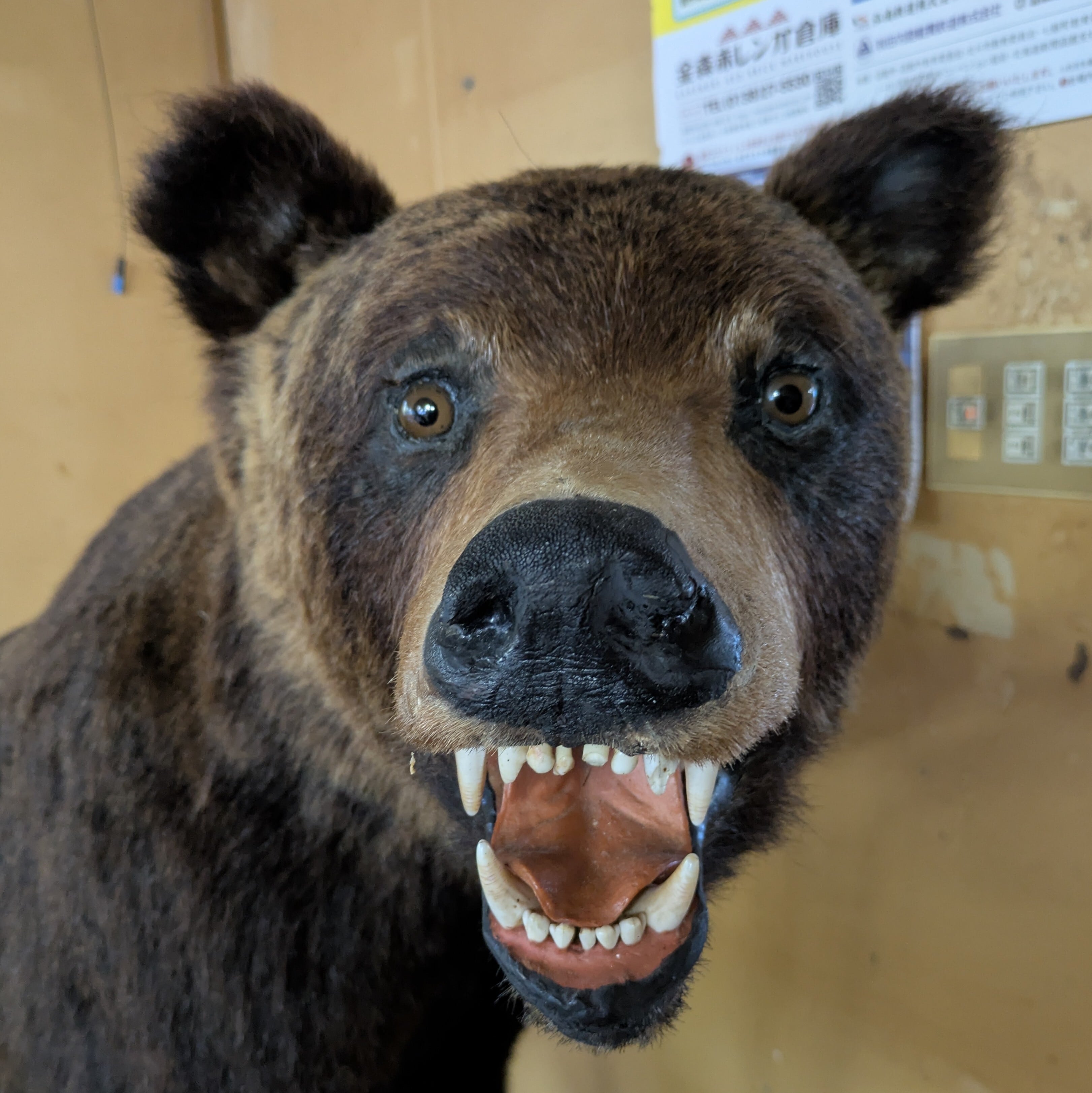 壁掛ヒグマの剥製 49.ヒグマ 頭部・首の剥製（壁掛け） | JuraTech