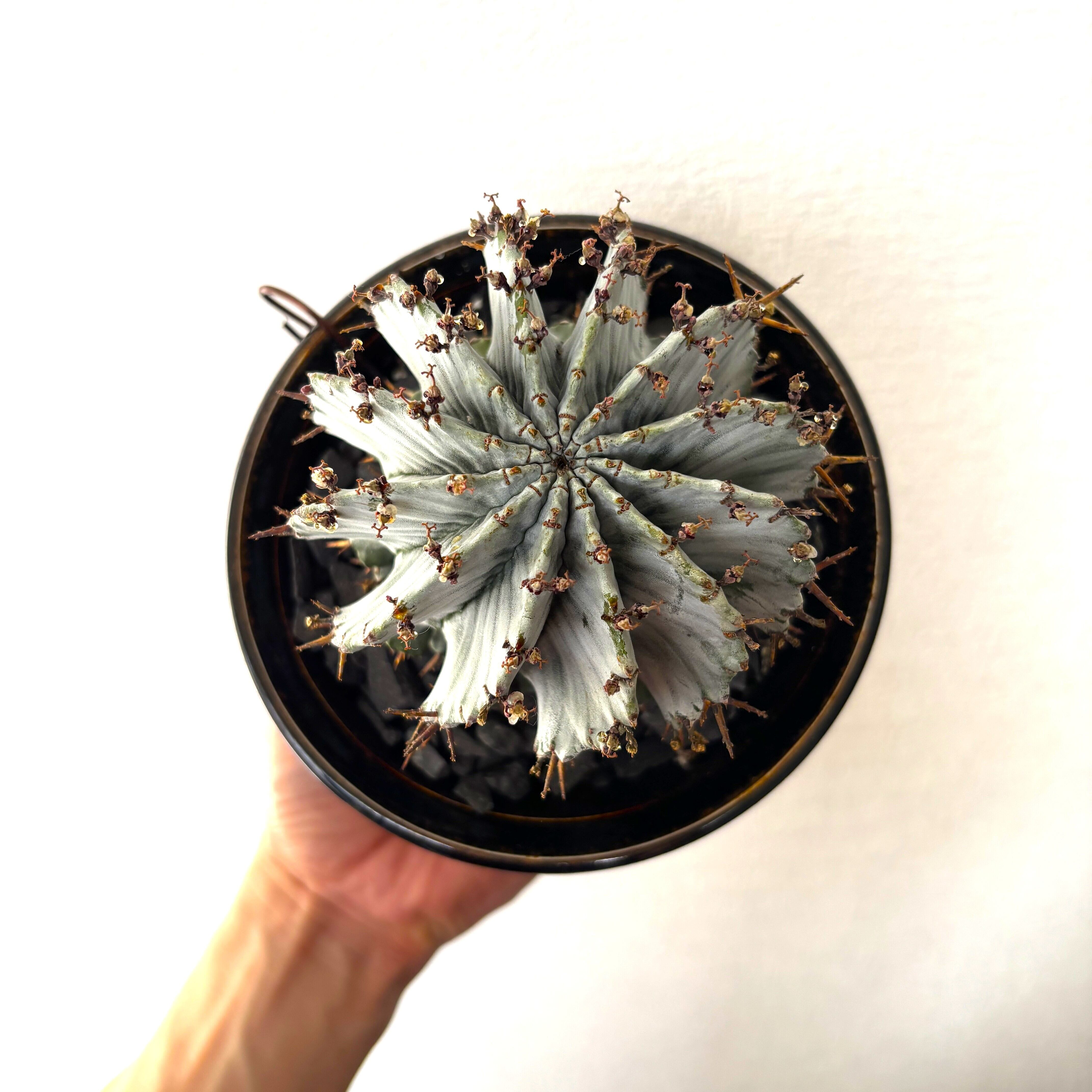 ユーフォルビア・ホリダ（白衣ホリダ）| Euphorbia horrida