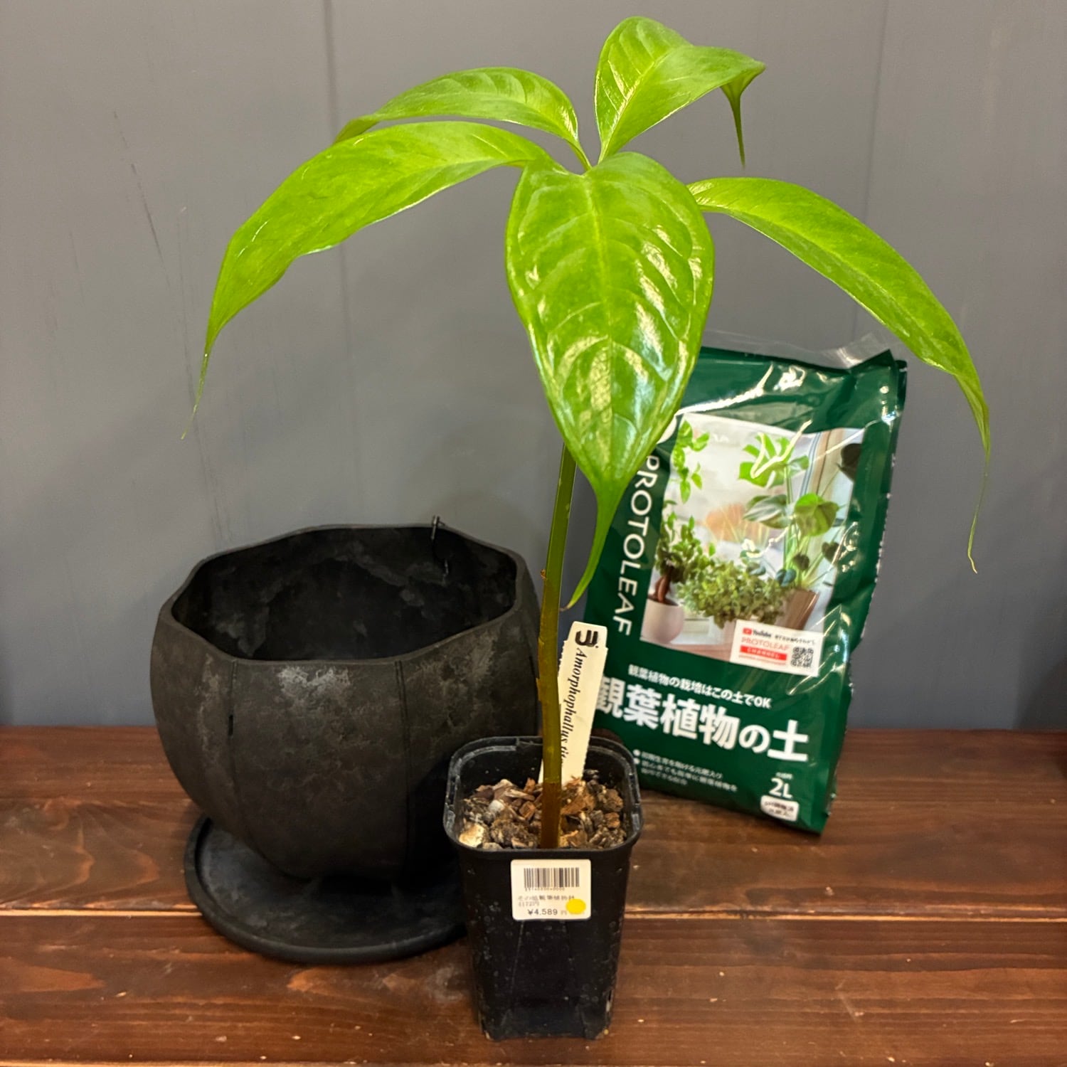 秋の植え替えフェア対象】【セット】ショクダイオウコンニャク