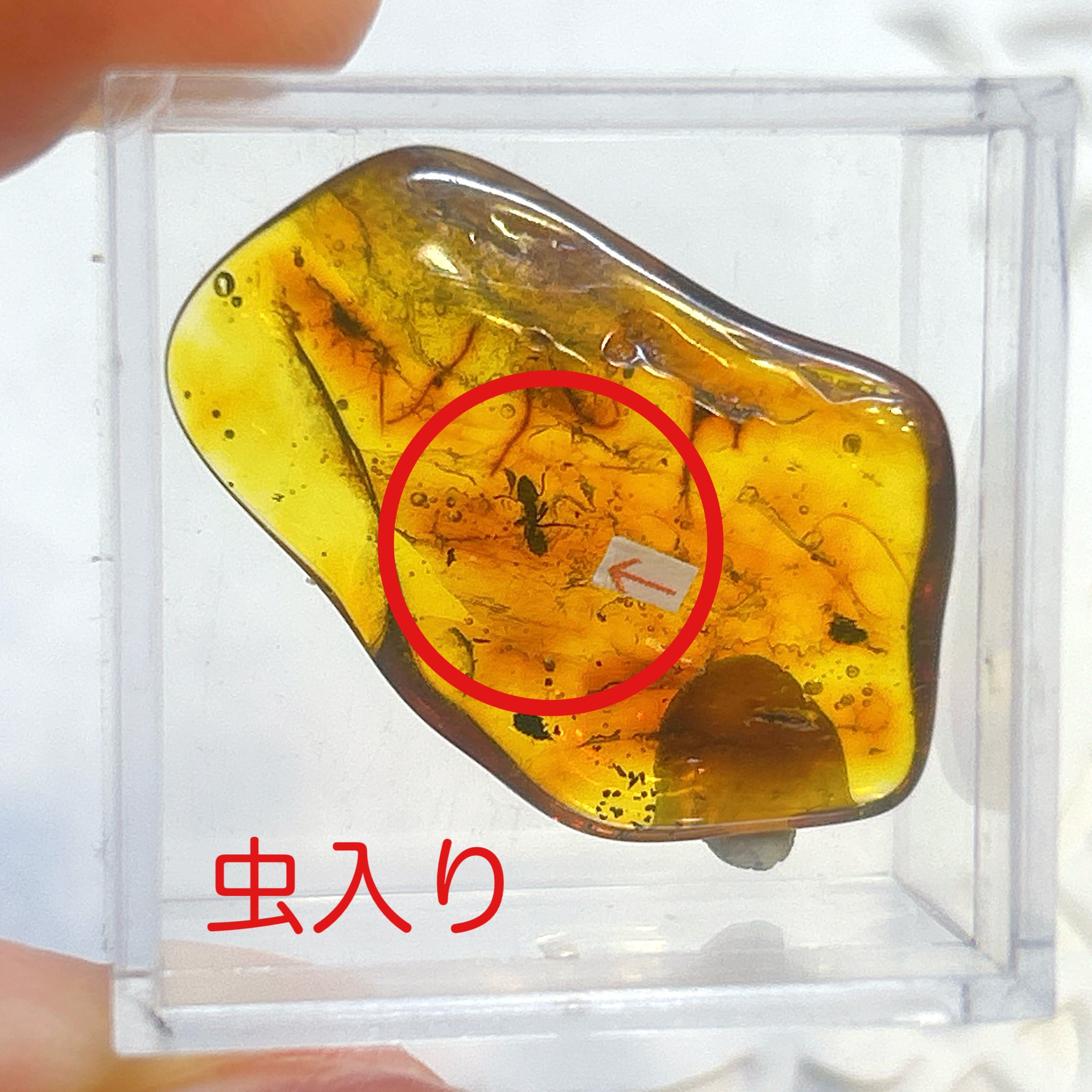 化石]琥珀・アンバー | クリスタル・ワールド御徒町店