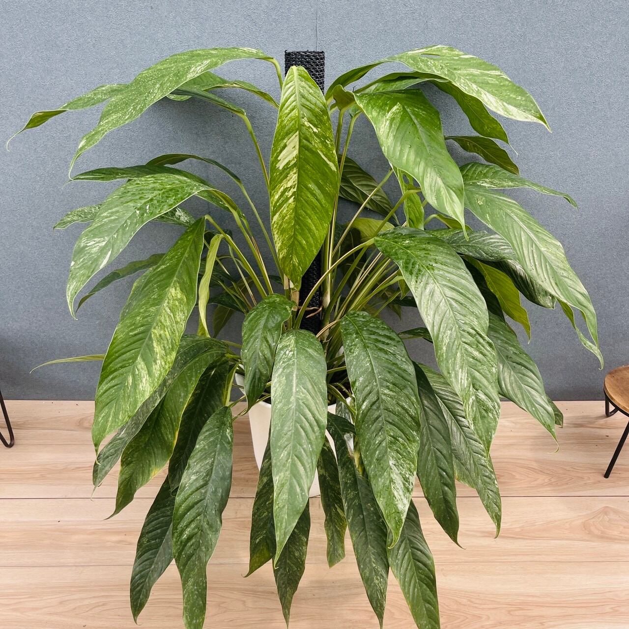 現品］【希少】10番 ドラセナ ハワイアンサンシャイン 8号 観葉植物
