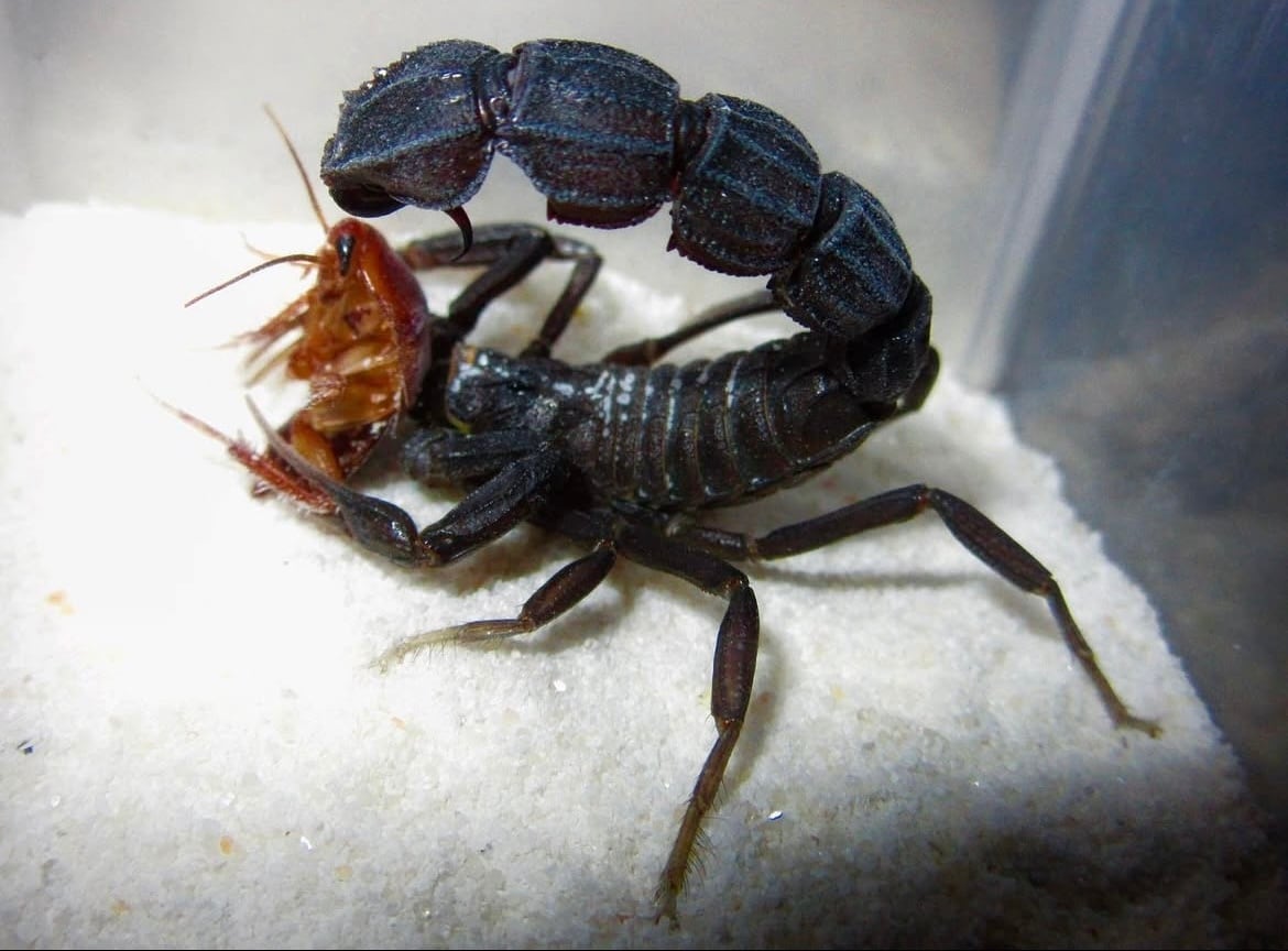 BIG】シリキレグモ トラップドアスパイダー タランチュラ ムカデ