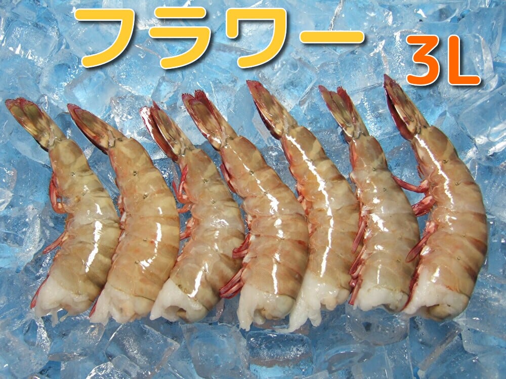 フラワーえび（天然）3L 1.8kg | 中央えびオンラインショップ