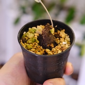 Stephania kaweesakii / ステファニア カウィーサキー㊷/ 観葉植物