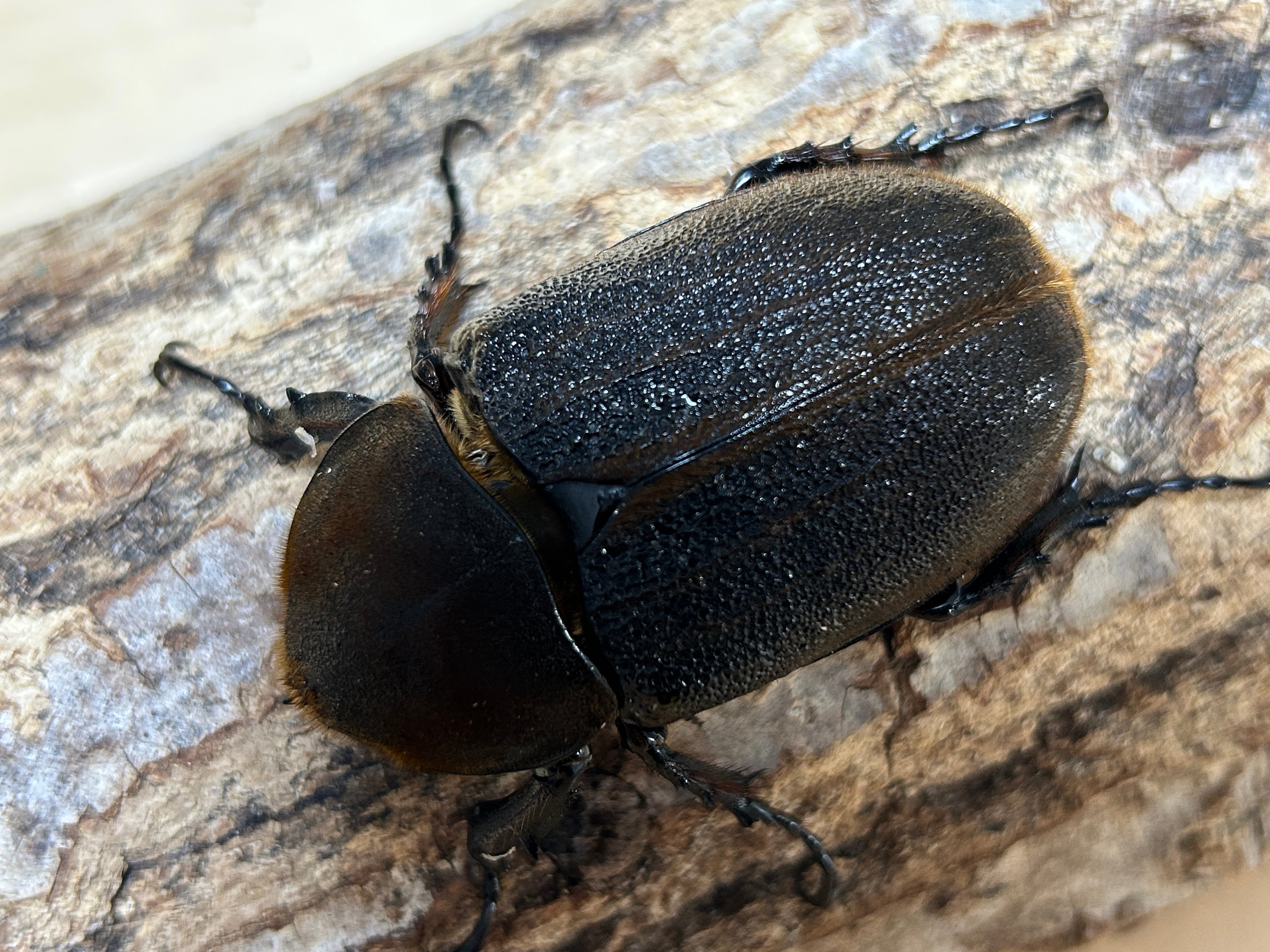 アートオブヘラクレス