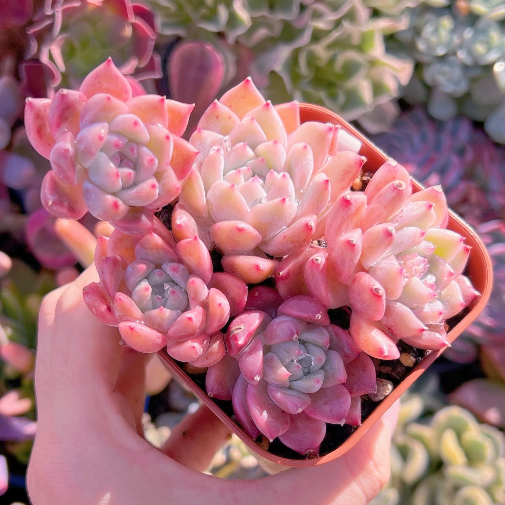 現品　プロリフェラxラウル#860   るる農園