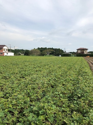 【送料無料】いっぷく堂・熟成干し芋100ｇ×3袋 ※北海道・沖縄除く