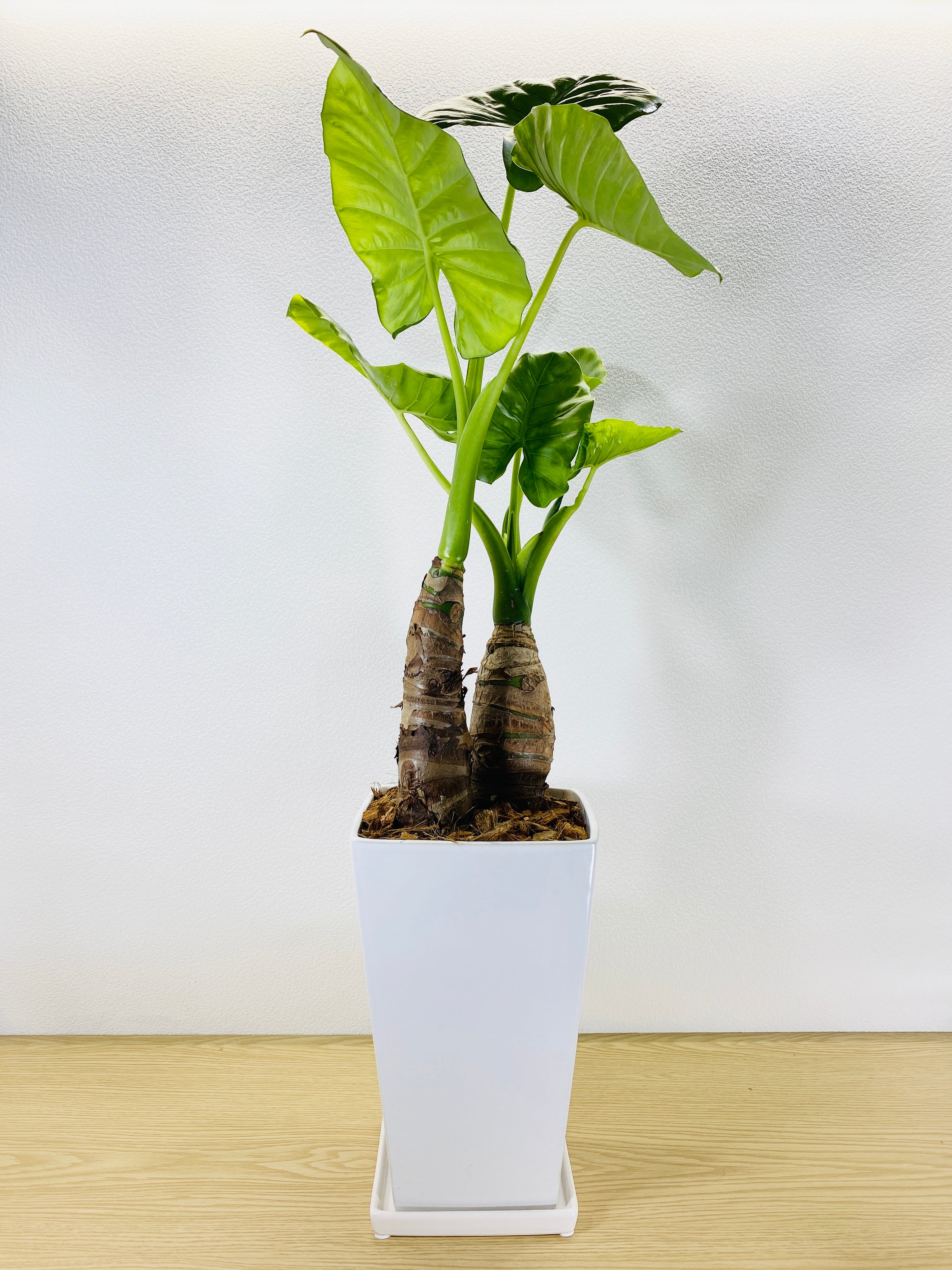 クワズイモ [観葉植物] | Herbree・観葉植物の通販