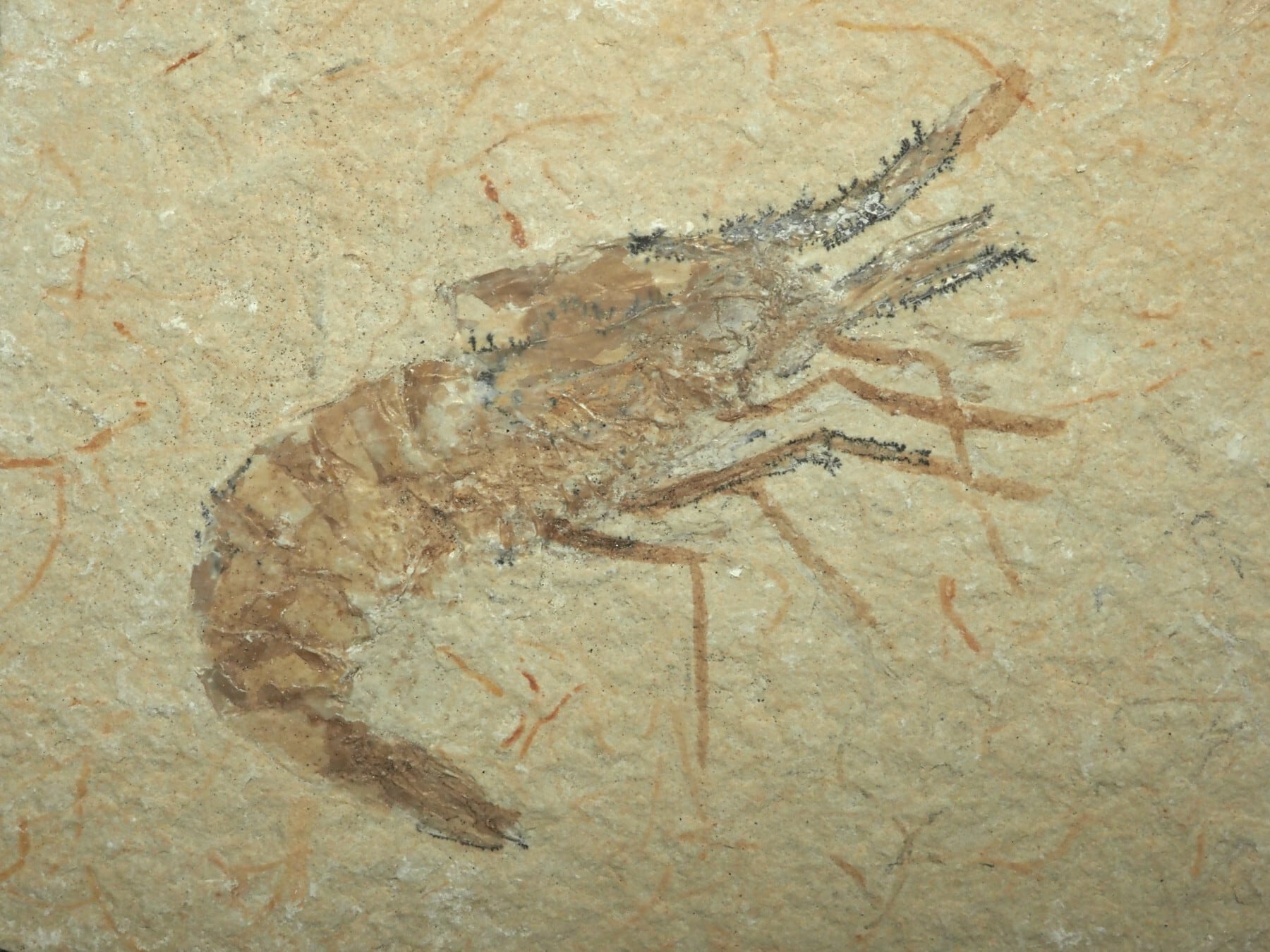 国産化石   海老化石  ２４０７１４－２ 両面！激レア！ロブスター＆エビの化石【Acanthophoenicides