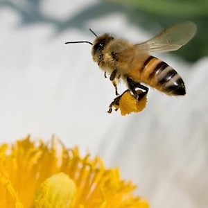 【完全非加熱生はちみつ】キルギスの白いはちみつ 250g（活性酵素、無添加、無農薬）新ラベルになりました