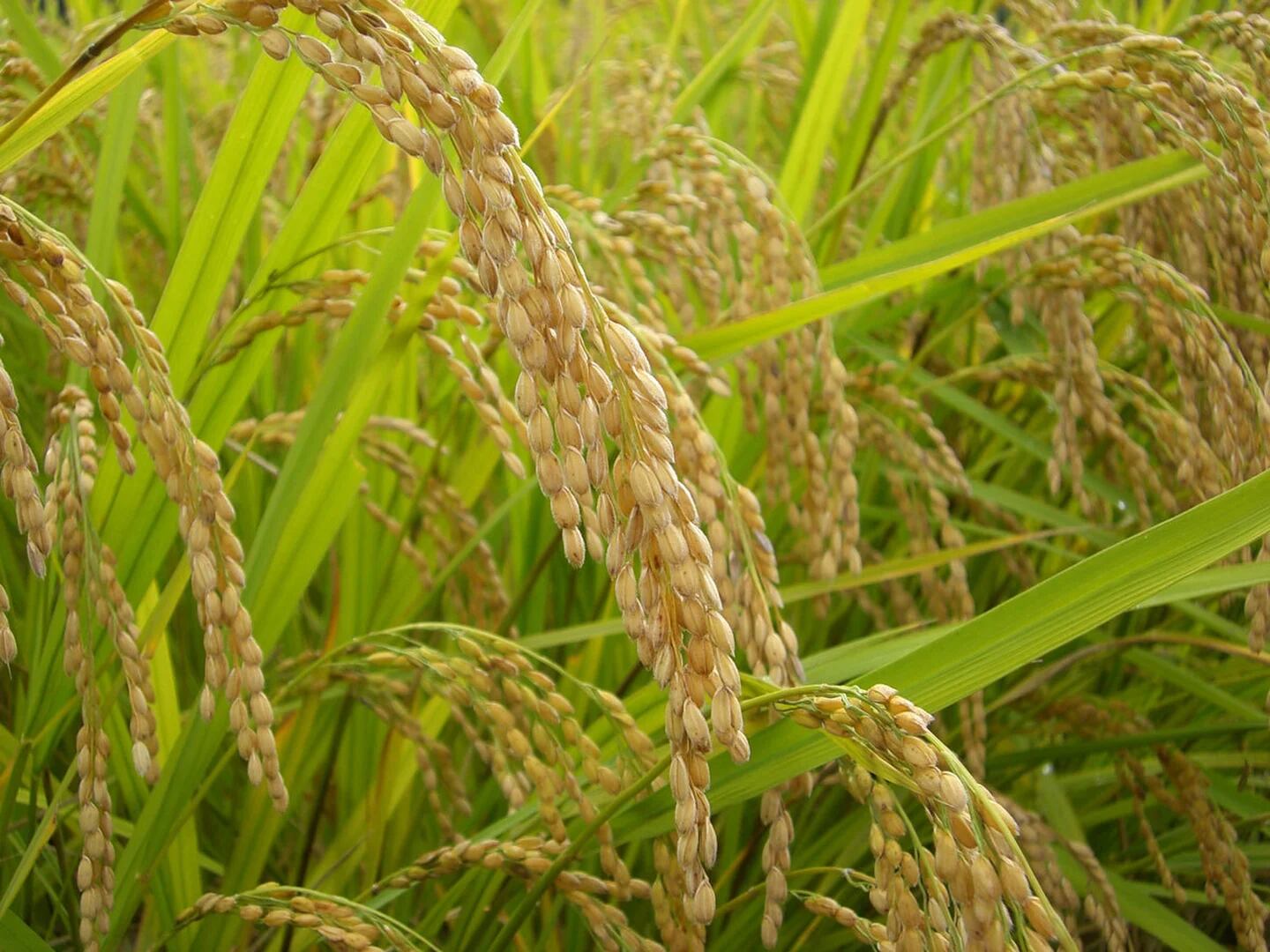 令和7年度産】ゆうだい21（白米）【2kg】 ※今年度も特別優秀賞を受賞