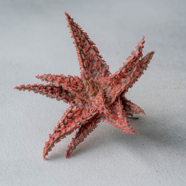 アロエ ハイブリッド -Aloe hybrid- No.16