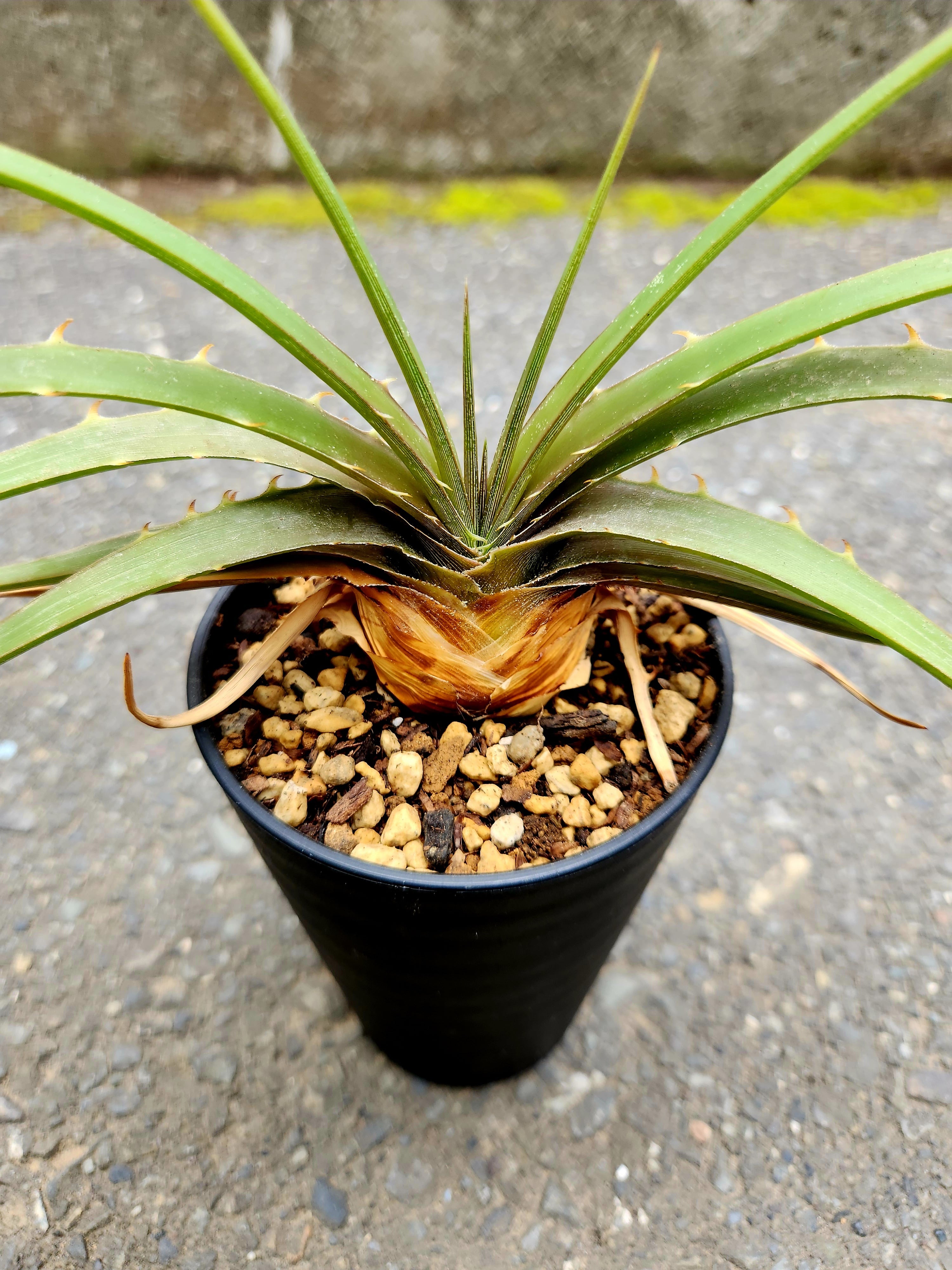 ディッキア・エステべシー dyckia・estevesii 原種 | フラワーショップ