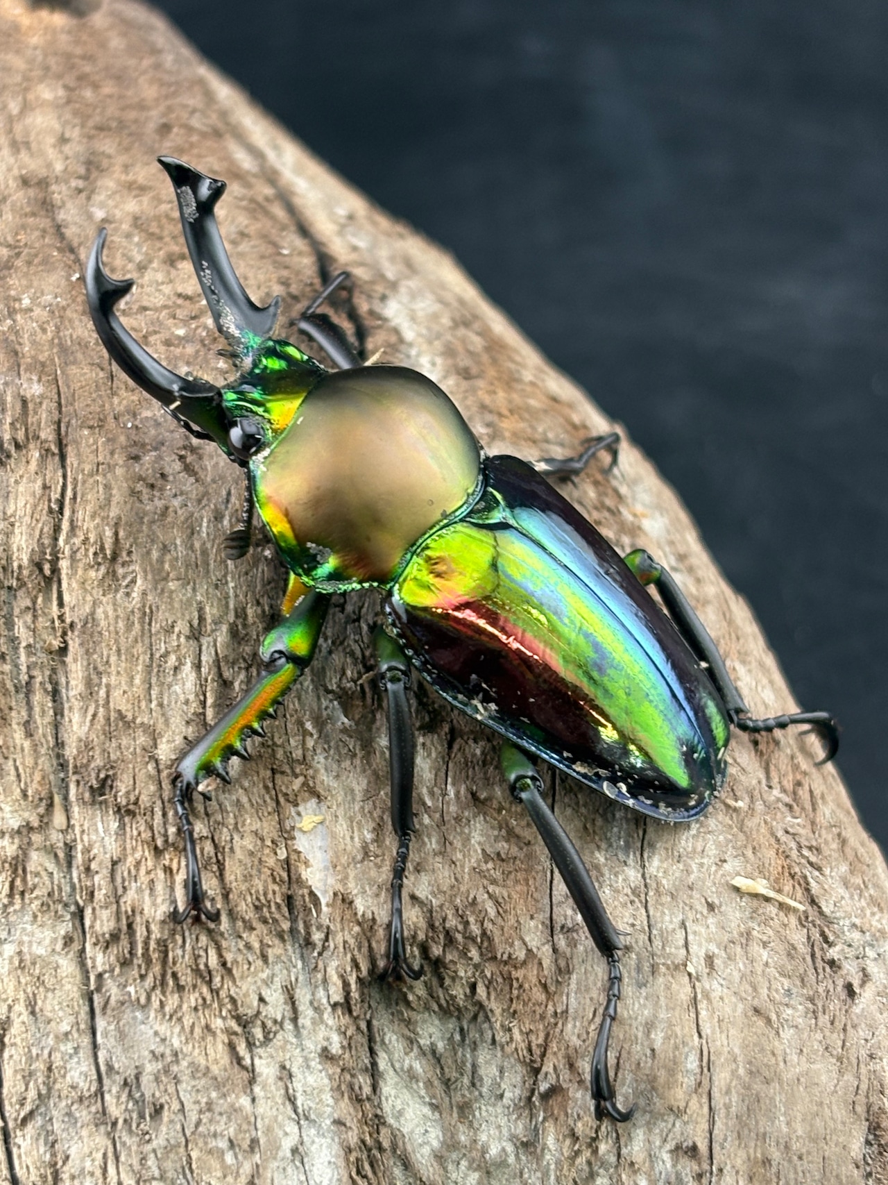 《ニジイロクワガタ 青紋 48mm ペア》セルヴォラン氏委託個体