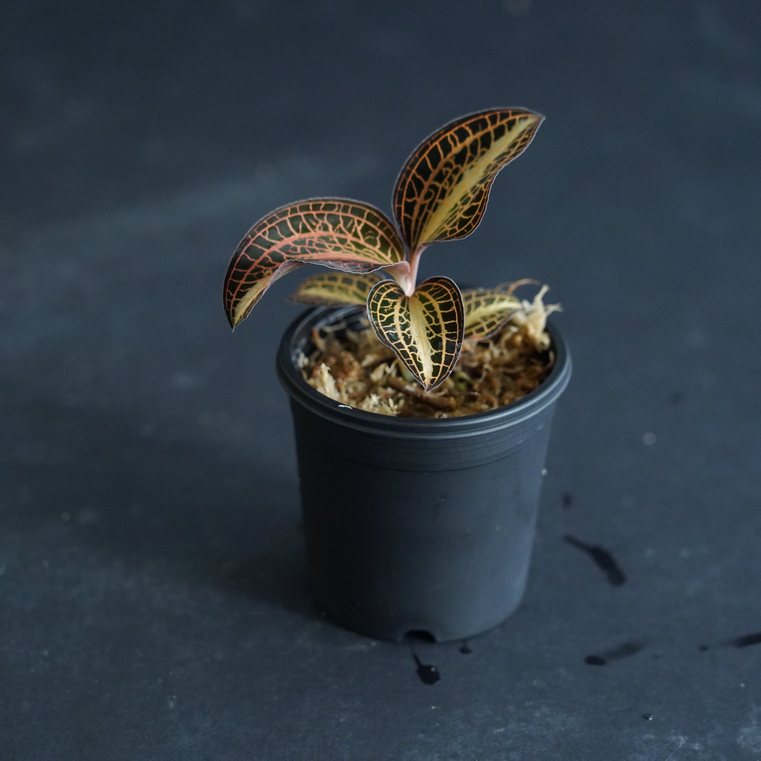 ◇現品◇アネクトキルス アルボリニアタス 'Nok'【ジュエルオーキッド
