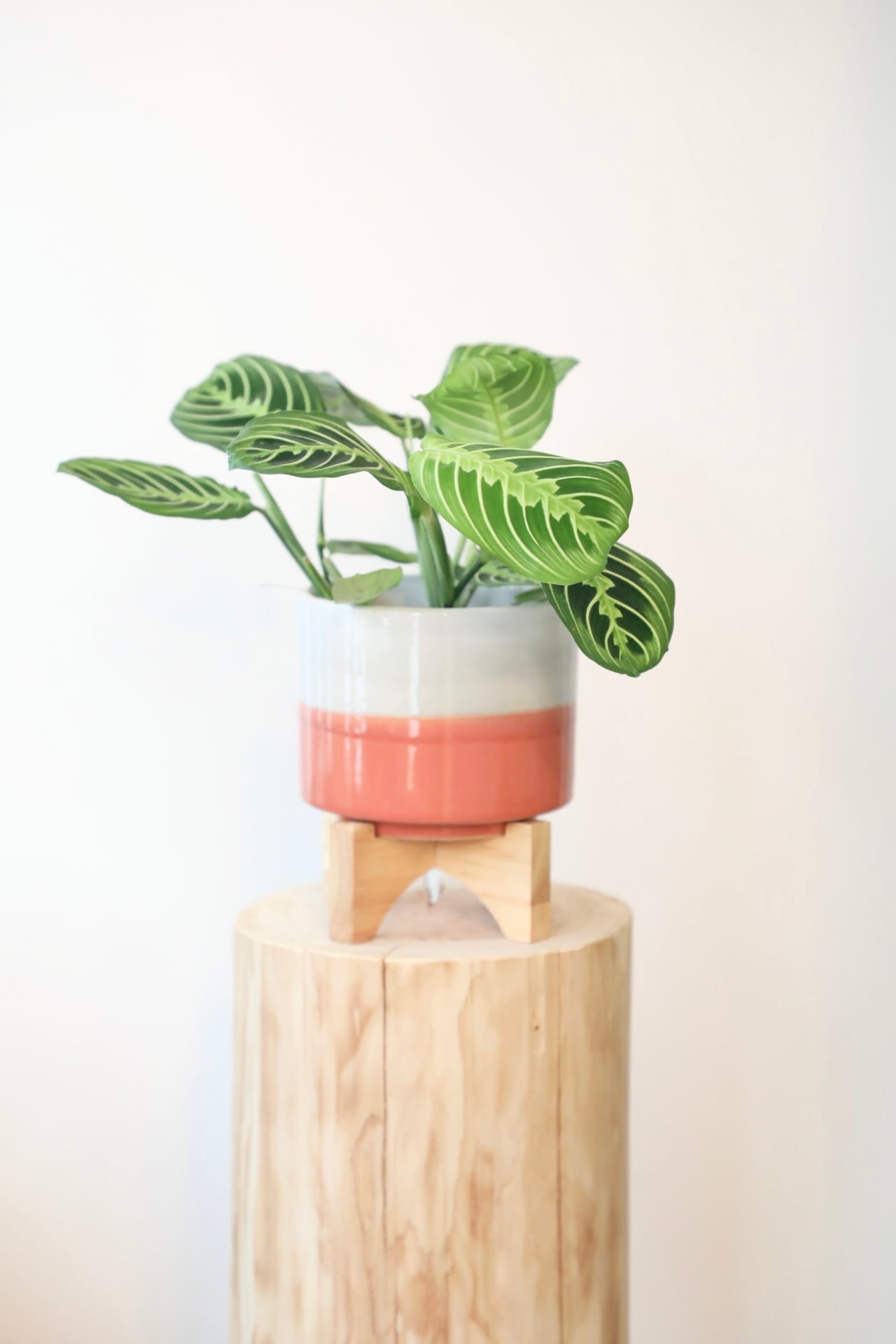 希少】モンステラ ホワイトタイガー/Monstera White Tiger