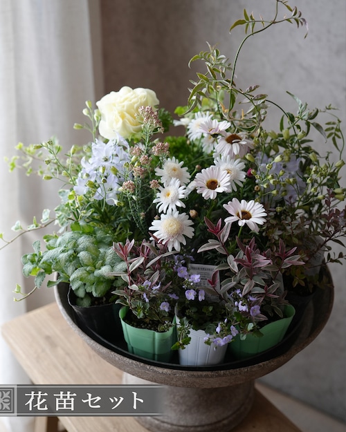 【花苗セット】マーガレット、デルフィニウムの淡い色のミニ苗セット