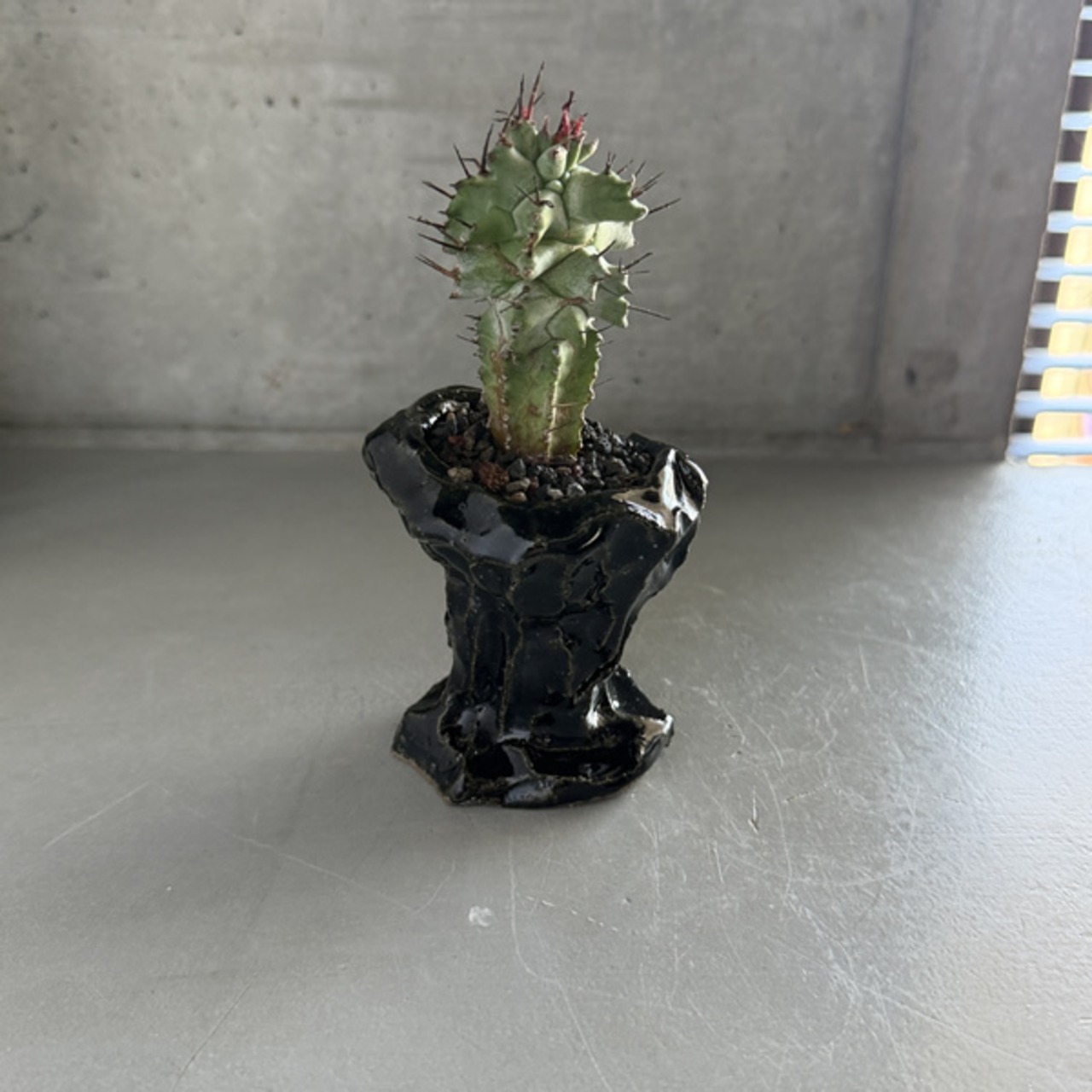 ユーフォルビア・ホリダ・モンストローサ　Euphorbia horrida f. monstrosa