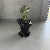 ユーフォルビア・ホリダ・モンストローサ　Euphorbia horrida f. monstrosa
