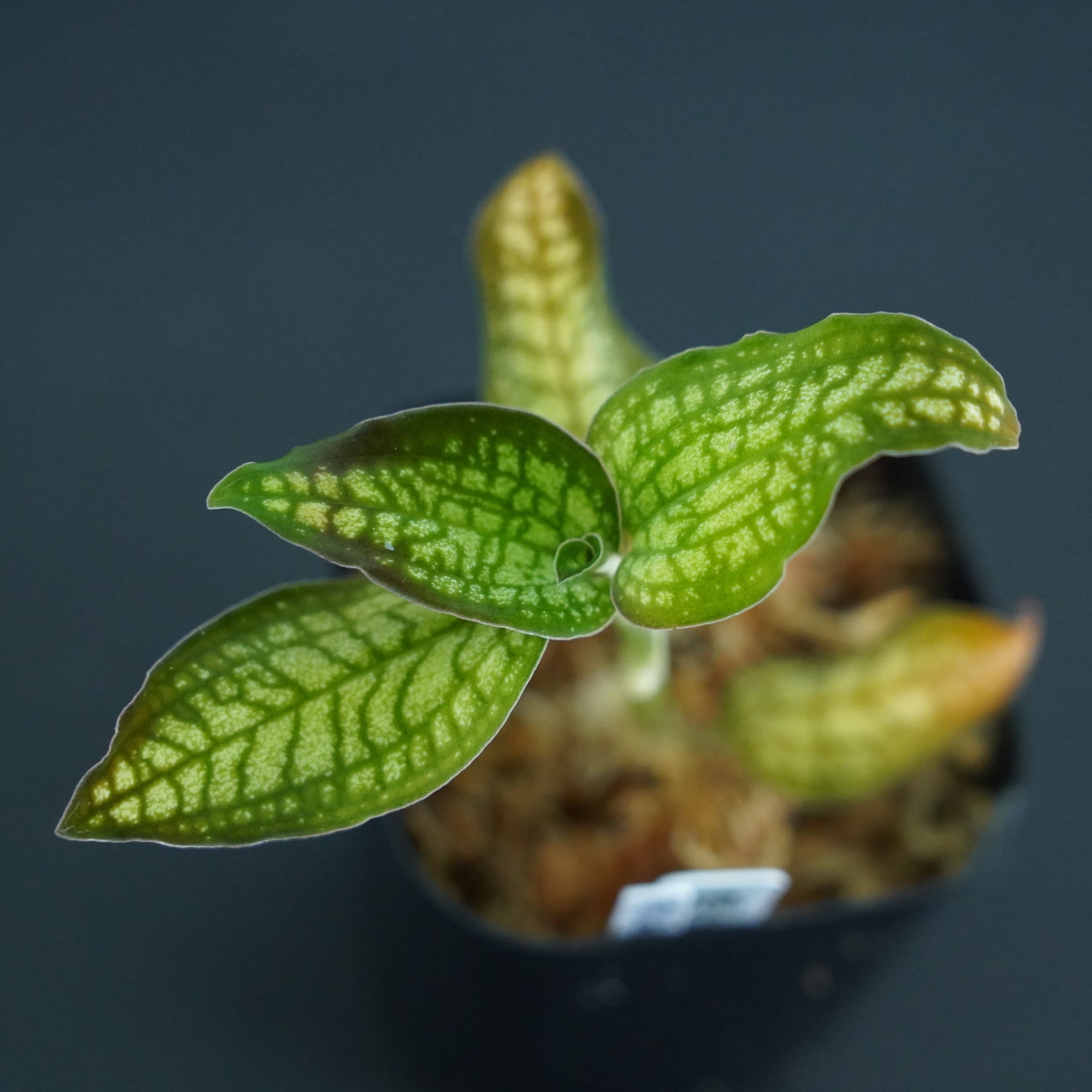 ◆現品◆Eurycentrum cf. obscurum 'Green'【ジュエルオーキッド宝石蘭/TheGAKI】#630