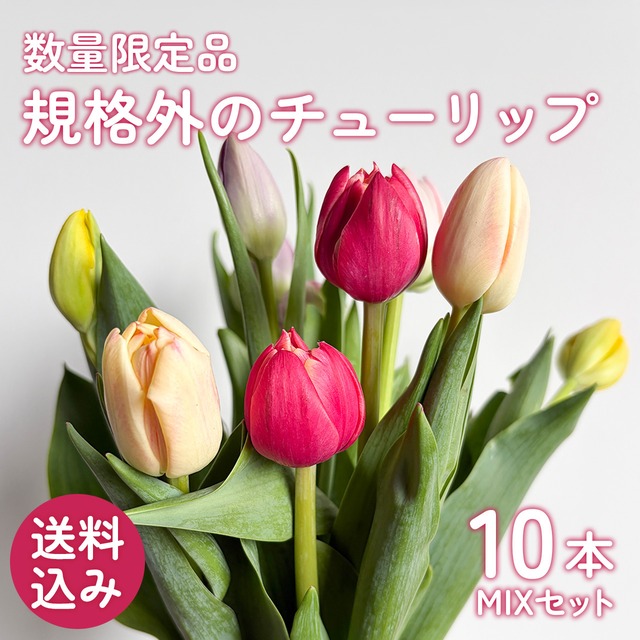 〈数量限定・送料込み〉富山県産 規格外チューリップ 10本MIX★フラワーロス救済