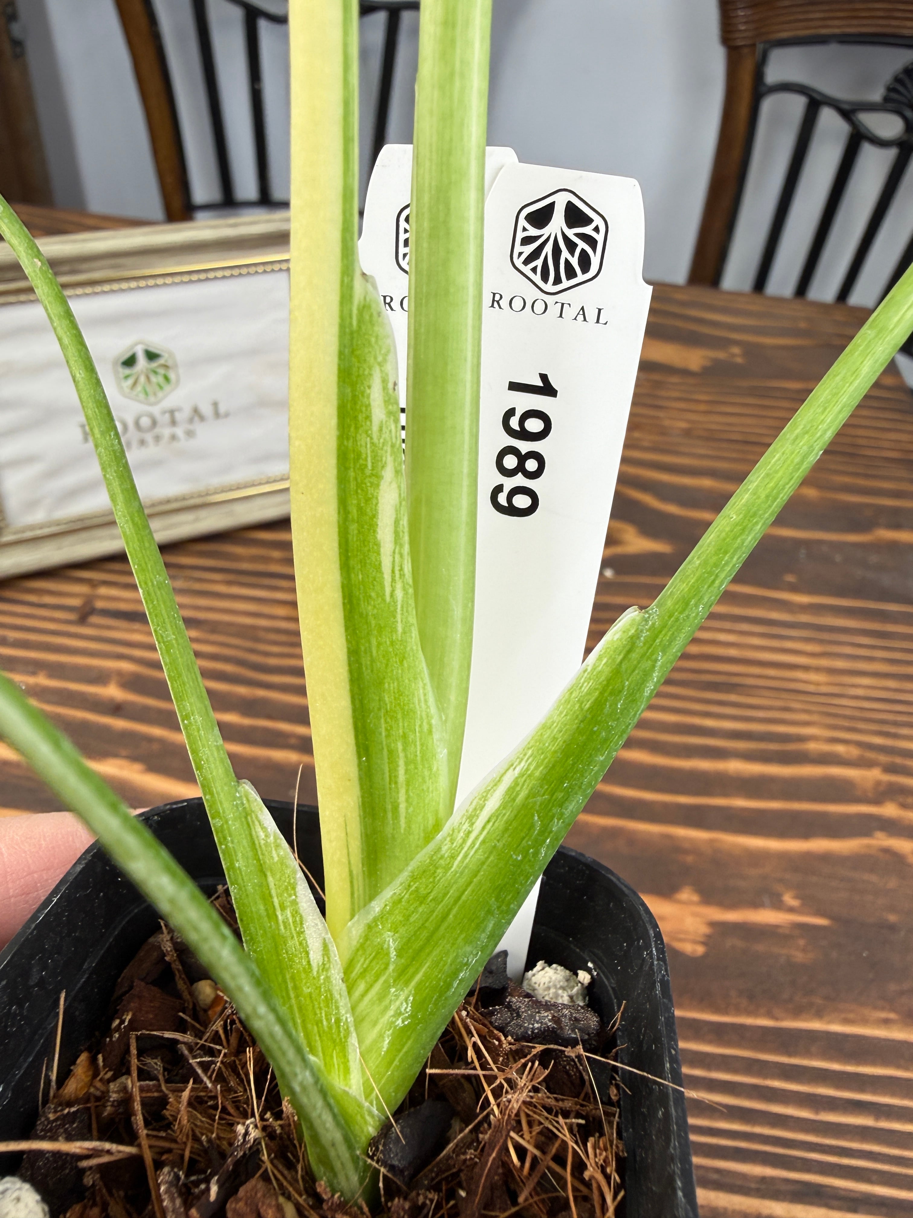 ☆1989【極みの斑】モンステラ デリシオーサ タイコンステレーション