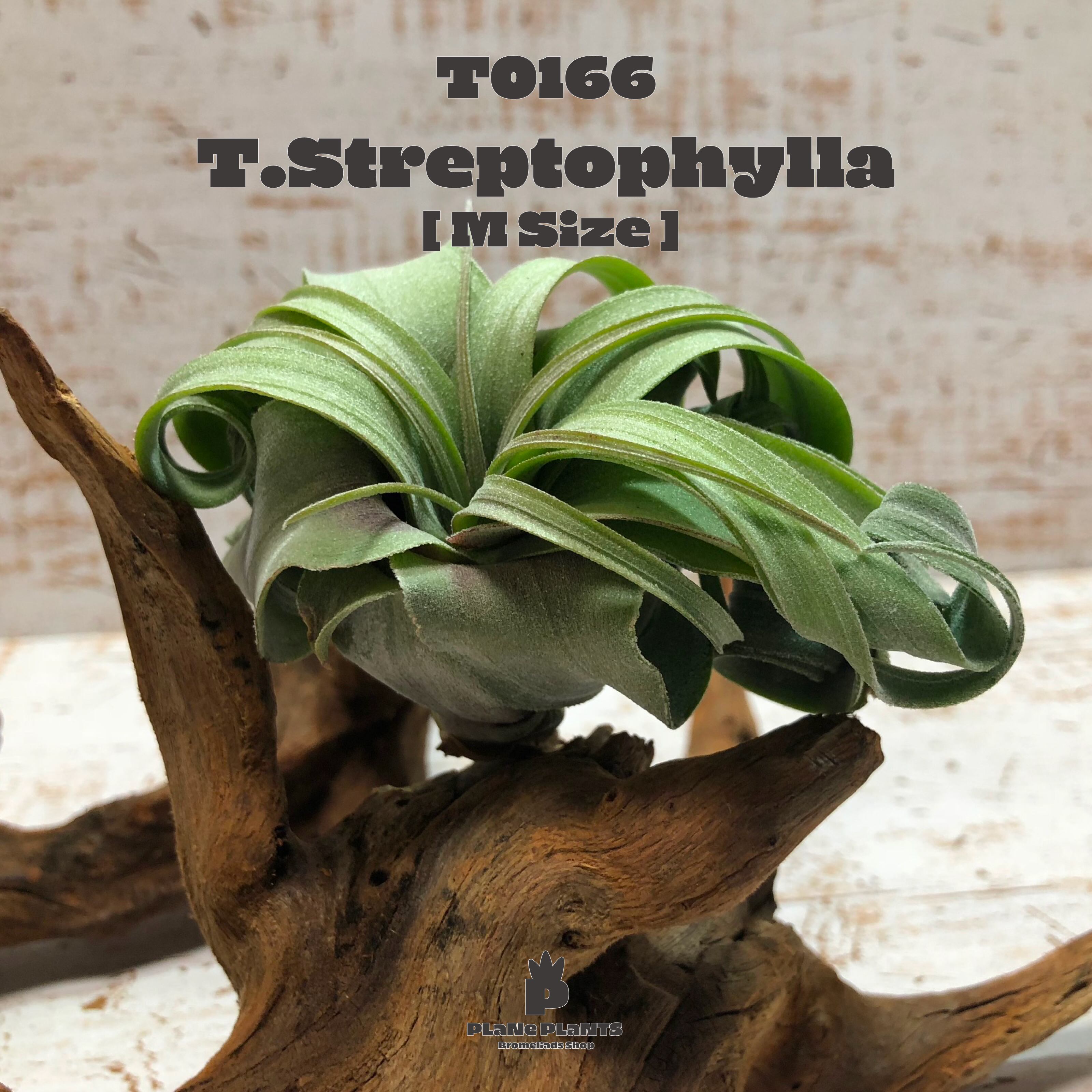 【送料無料】ストレプトフィラM〔エアプランツ〕現品発送T0166