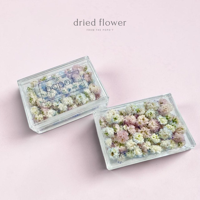 かすみ草　パステルピンク×水色