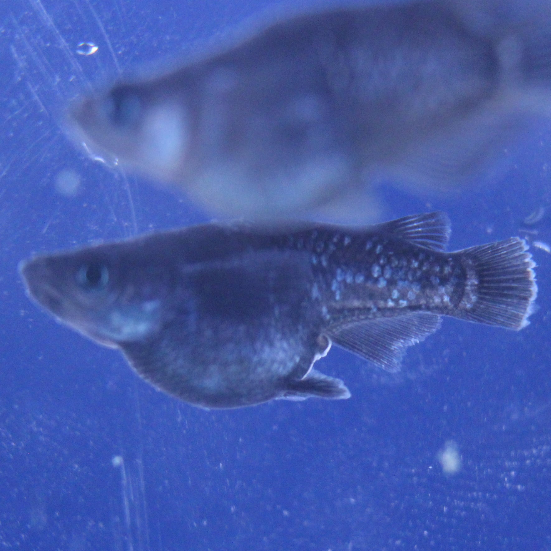 ブラックダイヤダルマ 成魚 1ペア | 球磨メダカ牧場