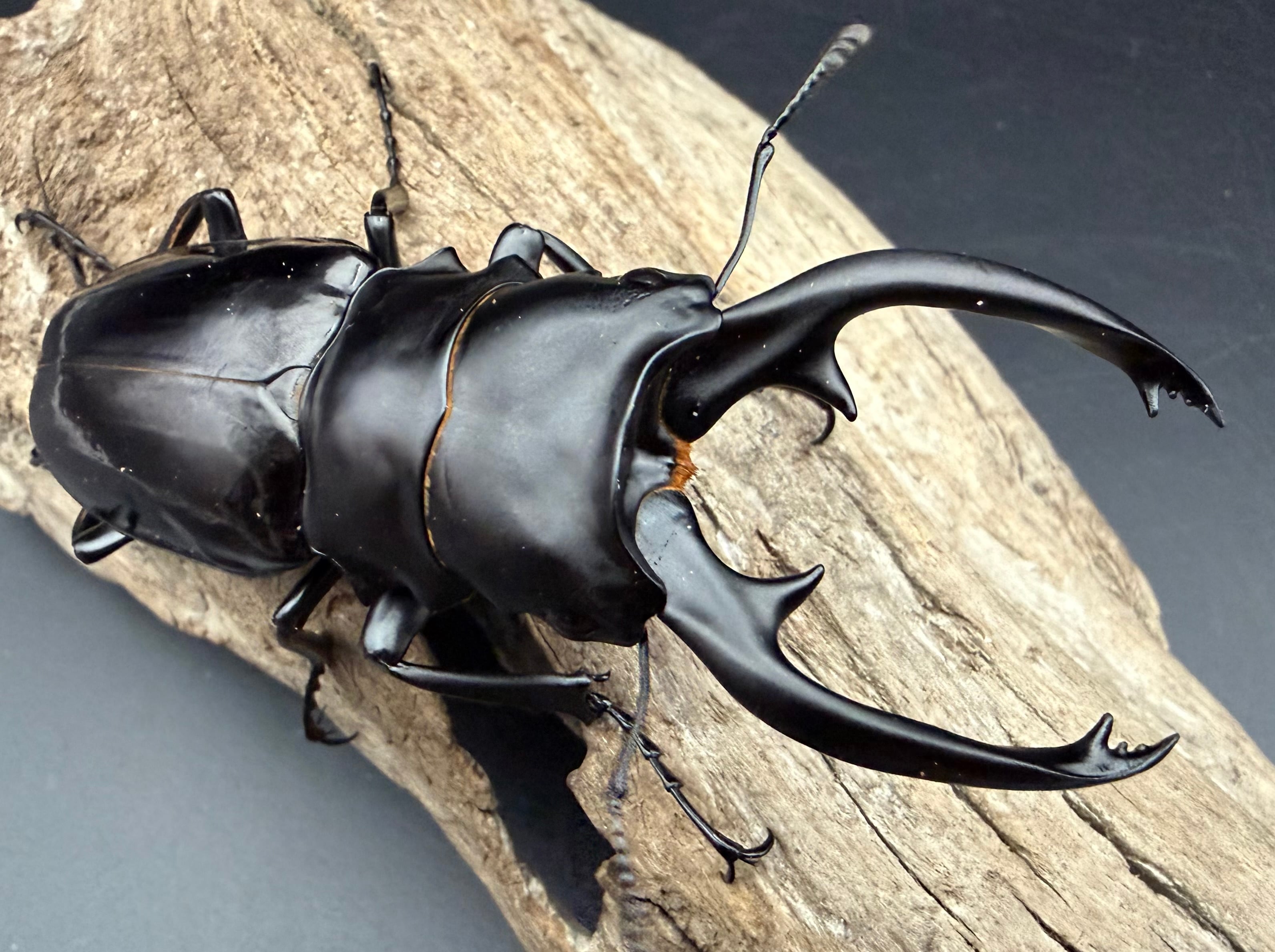 WD】《インターメディアツヤクワガタ ネグロス島産 94.5mm ペア