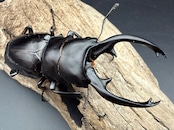 【WD】《インターメディアツヤクワガタ ネグロス島産 94.5mm ペア》