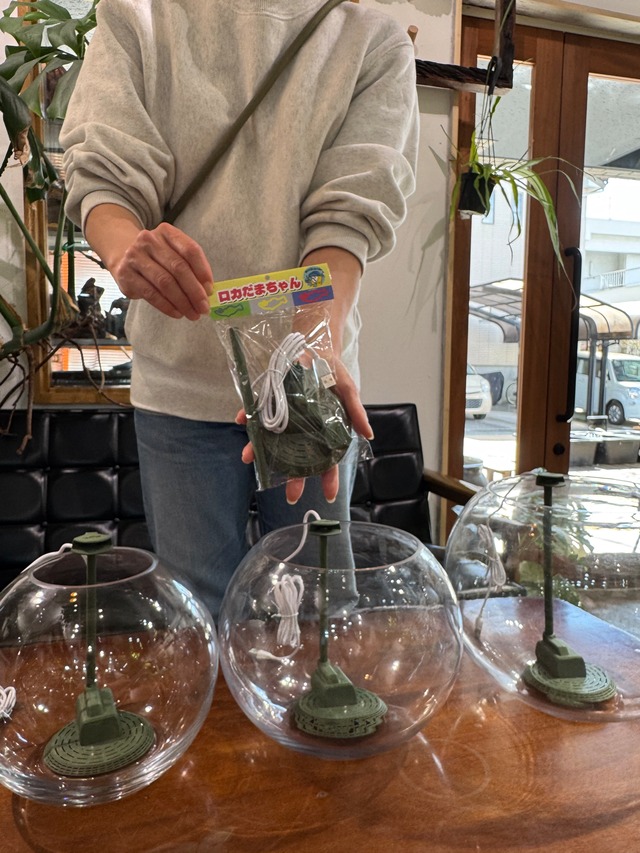 3連休限定販売【ロカだまちゃんマスターセット】水草の寄せ植えセット！大きいサイズ！水換えのいらないボトルアクアリウムセット（あかだまちゃんが開発した底面フィルターセット）