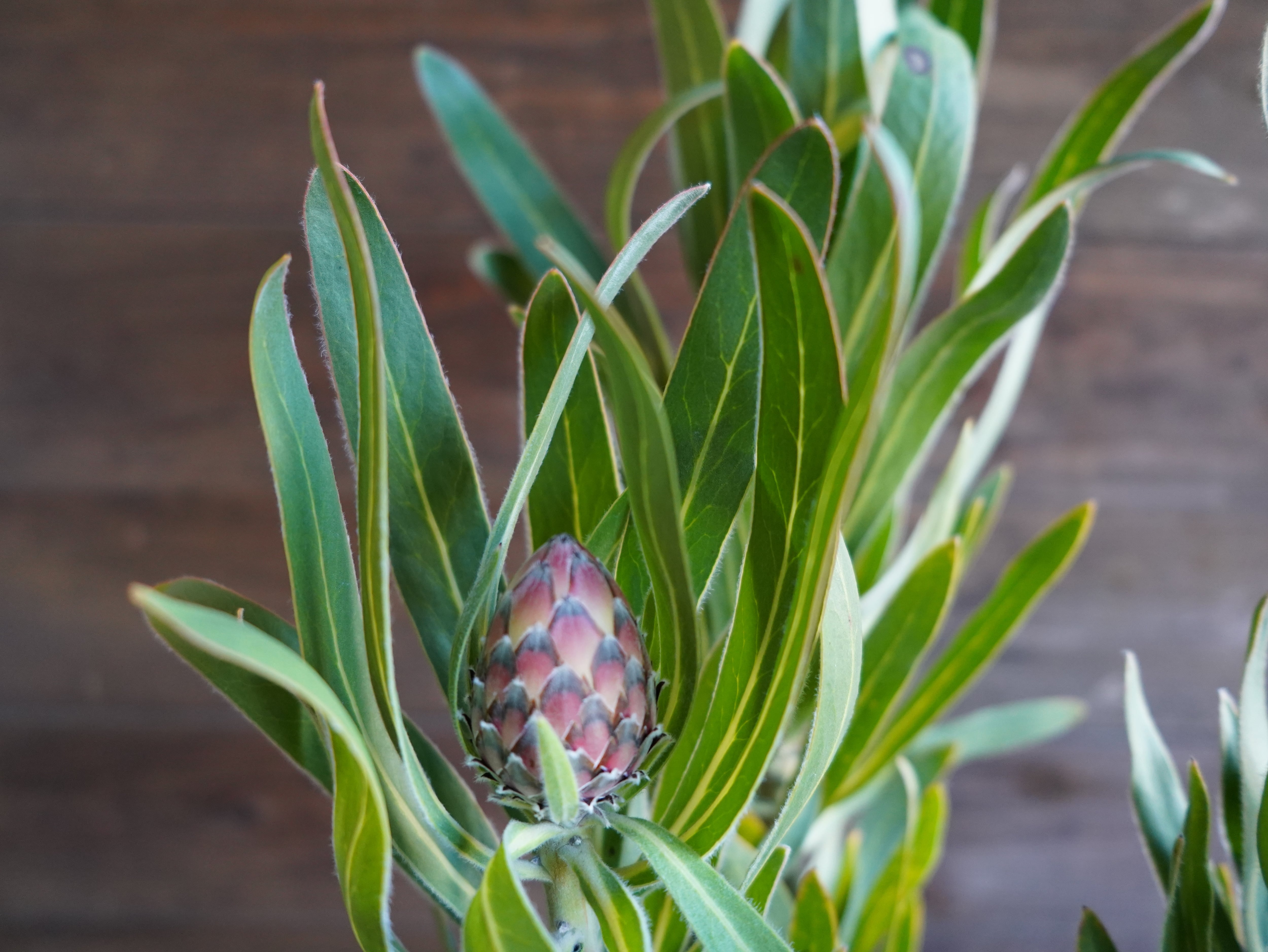 【現物】プロテア　”オーストラリスルビー”