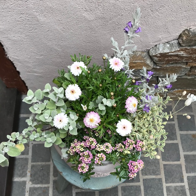 寄せ植え マーガレット ｍerak メラク 寄せ植え ガーデニング