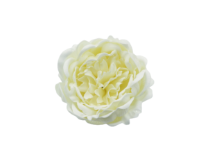 シャクヤクY-I2アイボリー（9輪入り）