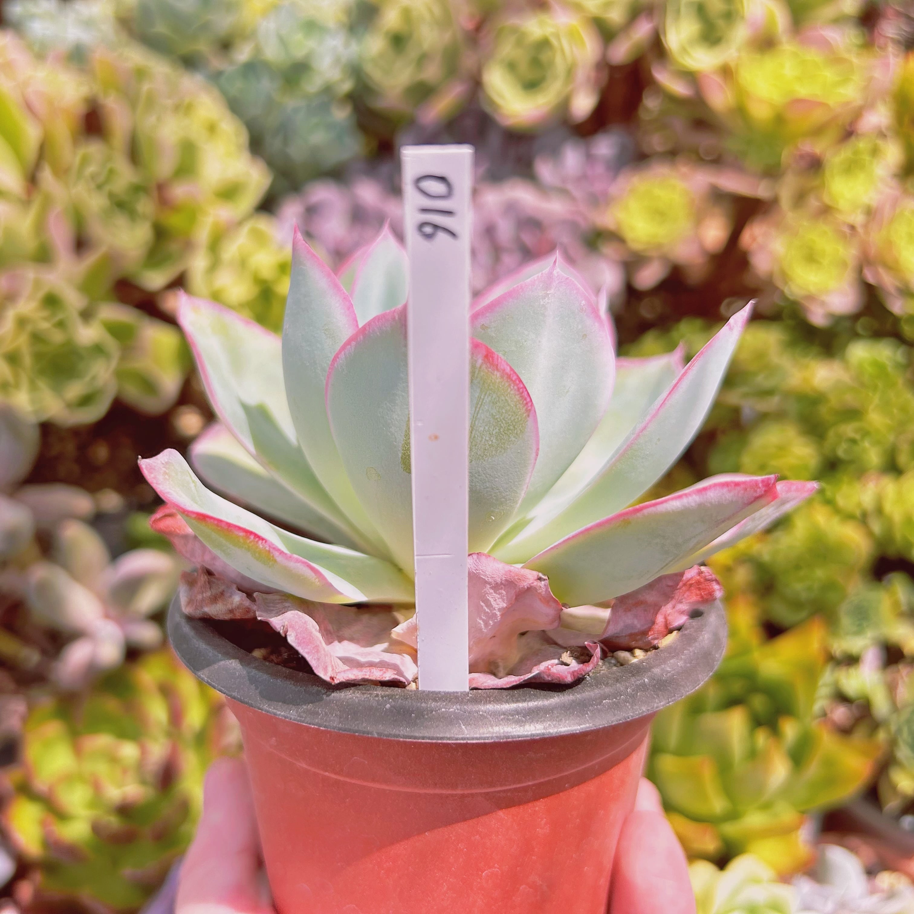 016現物 多肉植物 ネオンライト 大苗 | るる農園~多肉植物専門