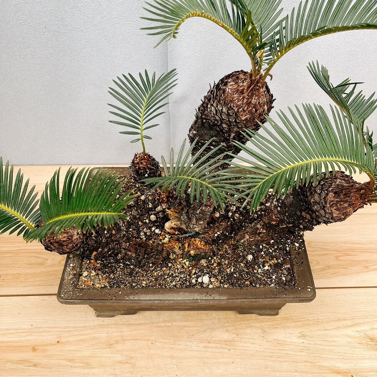 現品］【珍しい】6番 奄美姫ソテツ 盆栽造り 約7号 蘇轍 観葉植物