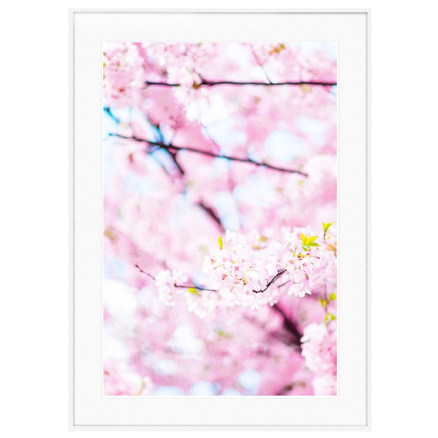 春 桜の写真 インテリアアートポスター額装 AS1482