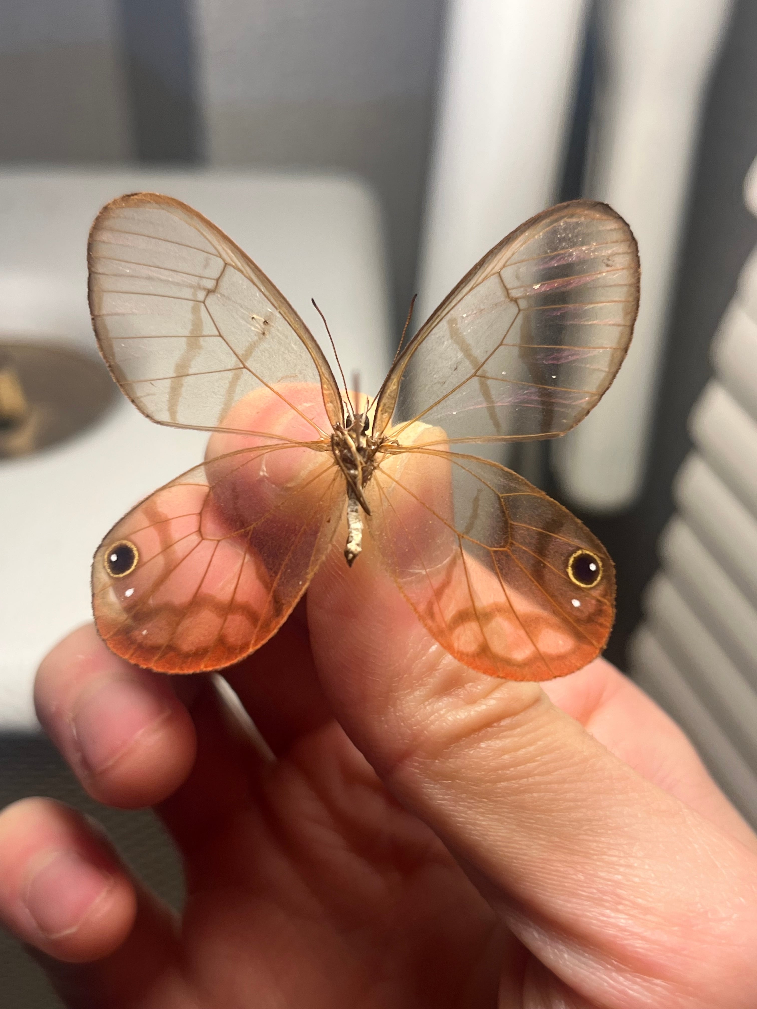 ベニスカシジャノメ アンドロメダスカシジャノメ ベニスカシジャノメ