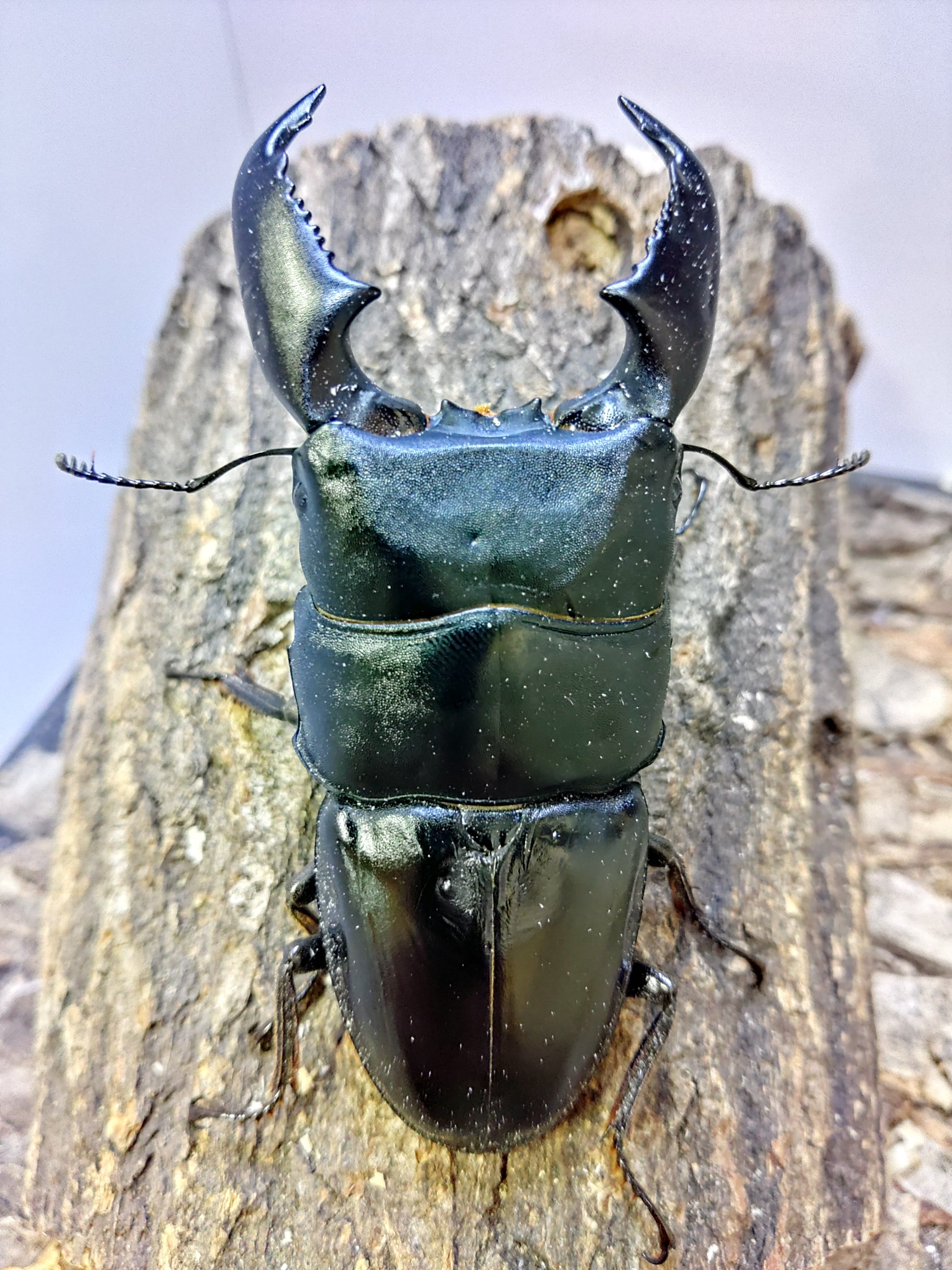 Calognathus昆虫標本 14mm♀クワガタモドキゴミムシダマシ 14mm