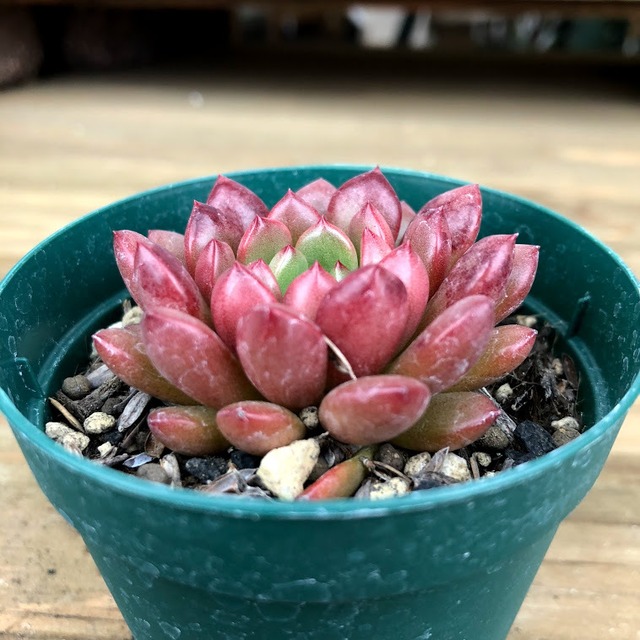 ピンクルルビー Graptoveria 'Pinkle Ruby'