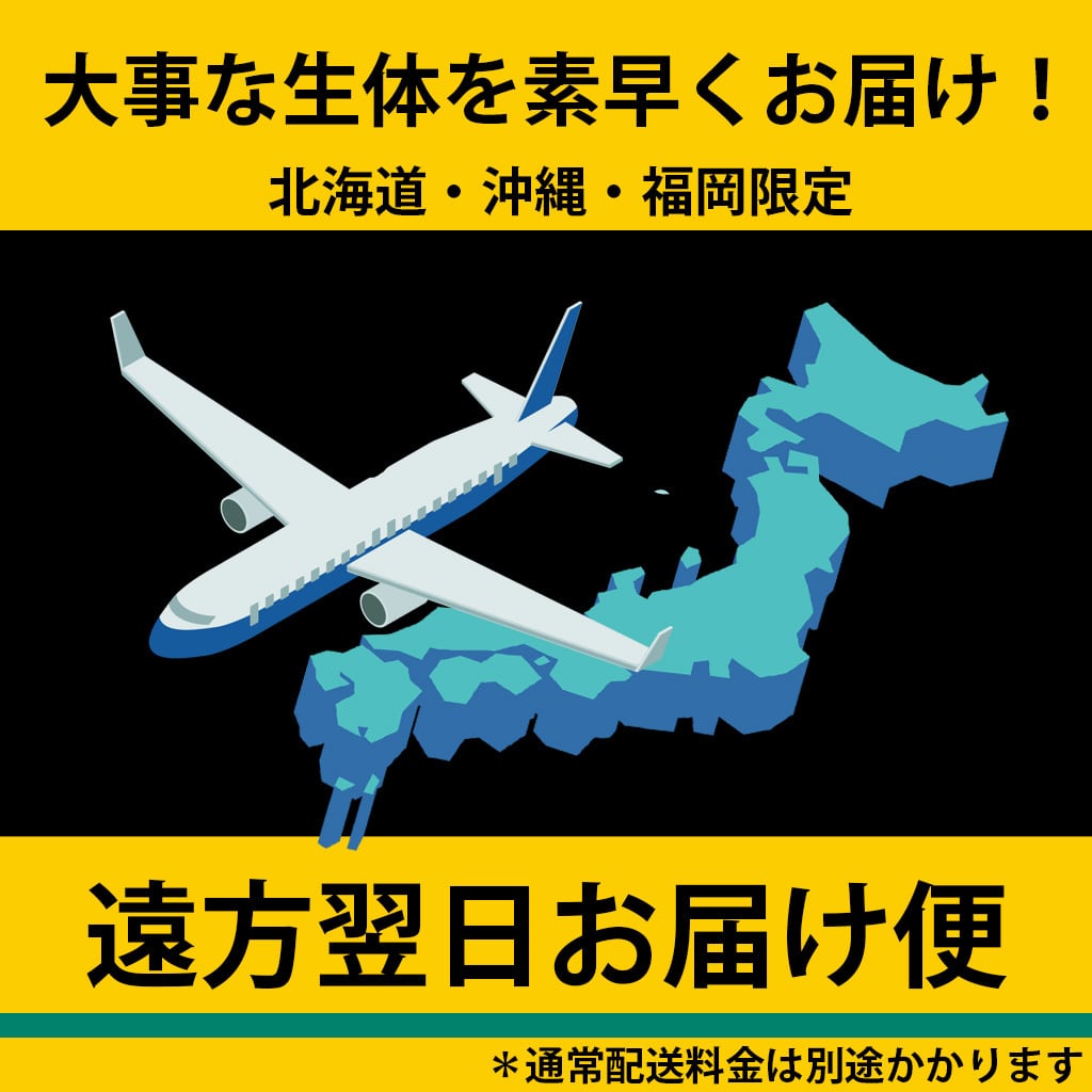 ヤマト遠方翌日お届け便 | ANT STREET MARKET / アリ販売店
