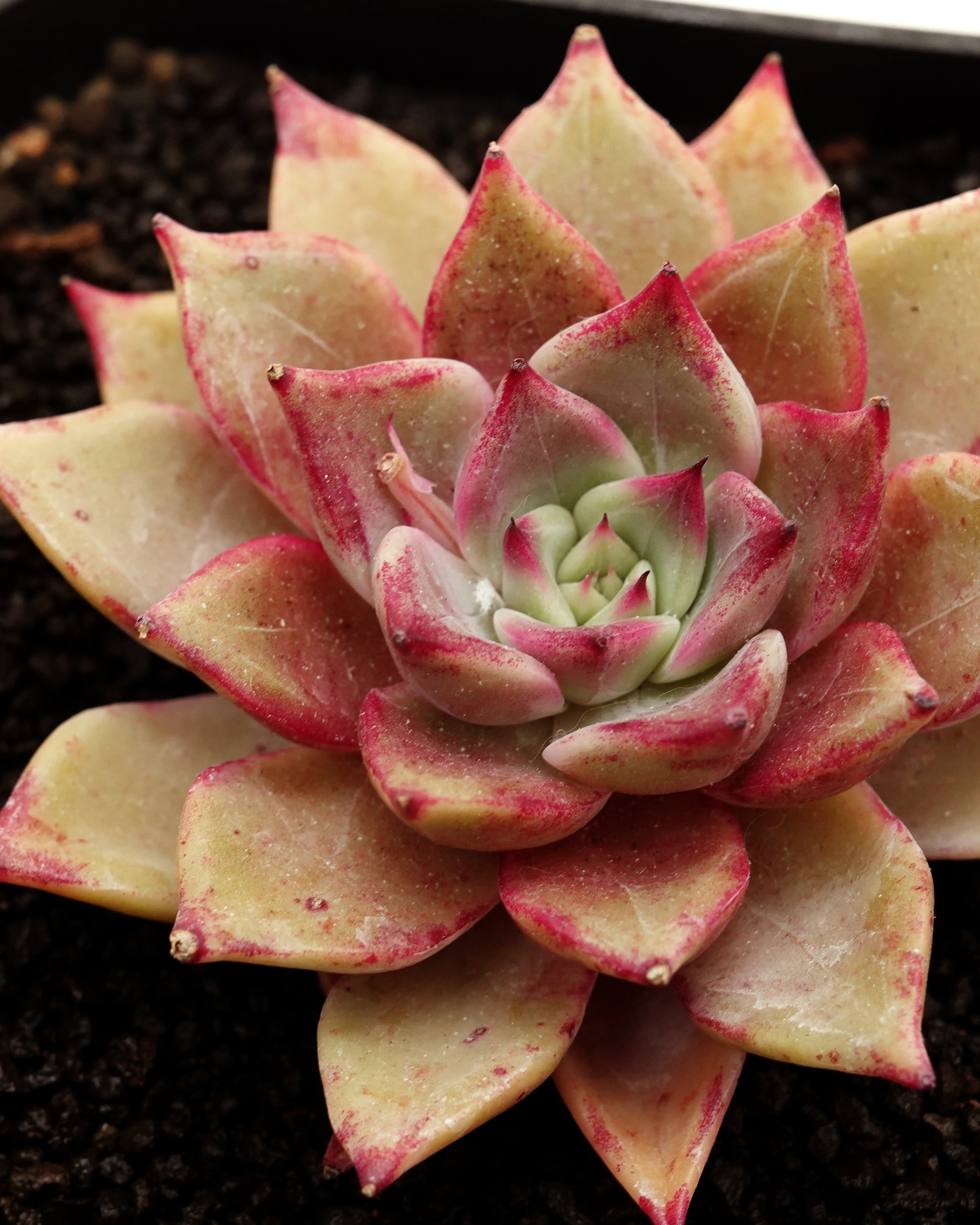 カット苗 ルナ Echeveria 'Luna' | PUKUBOOK SUCCULENTS