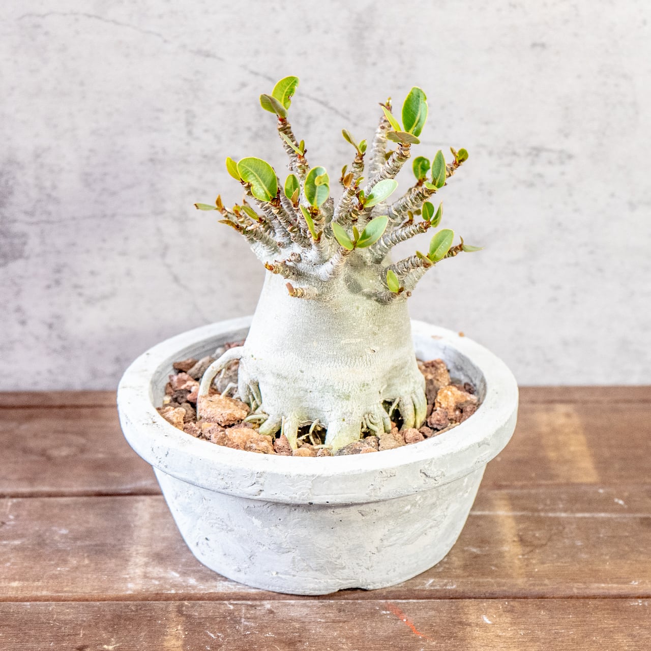 【極太塊根・ずんぐりフォルム】アデニウム・ドワーフ。無骨な「手づくりモルタル鉢」とセットで。コーデックス初心者にも。｜虫発生抑制（全国一律送料850円）