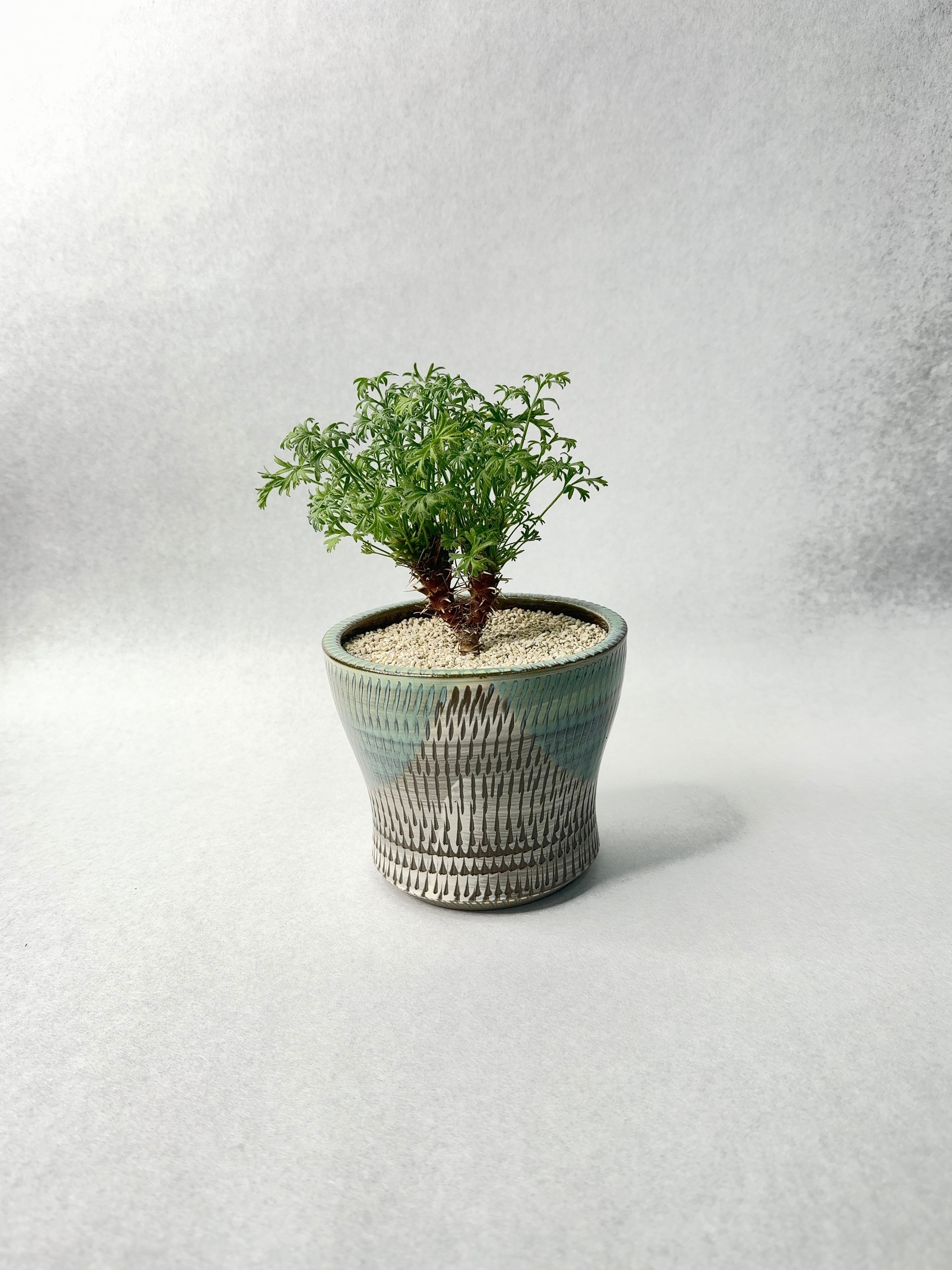 ペラルゴニウム・ヒストリクス | trigger