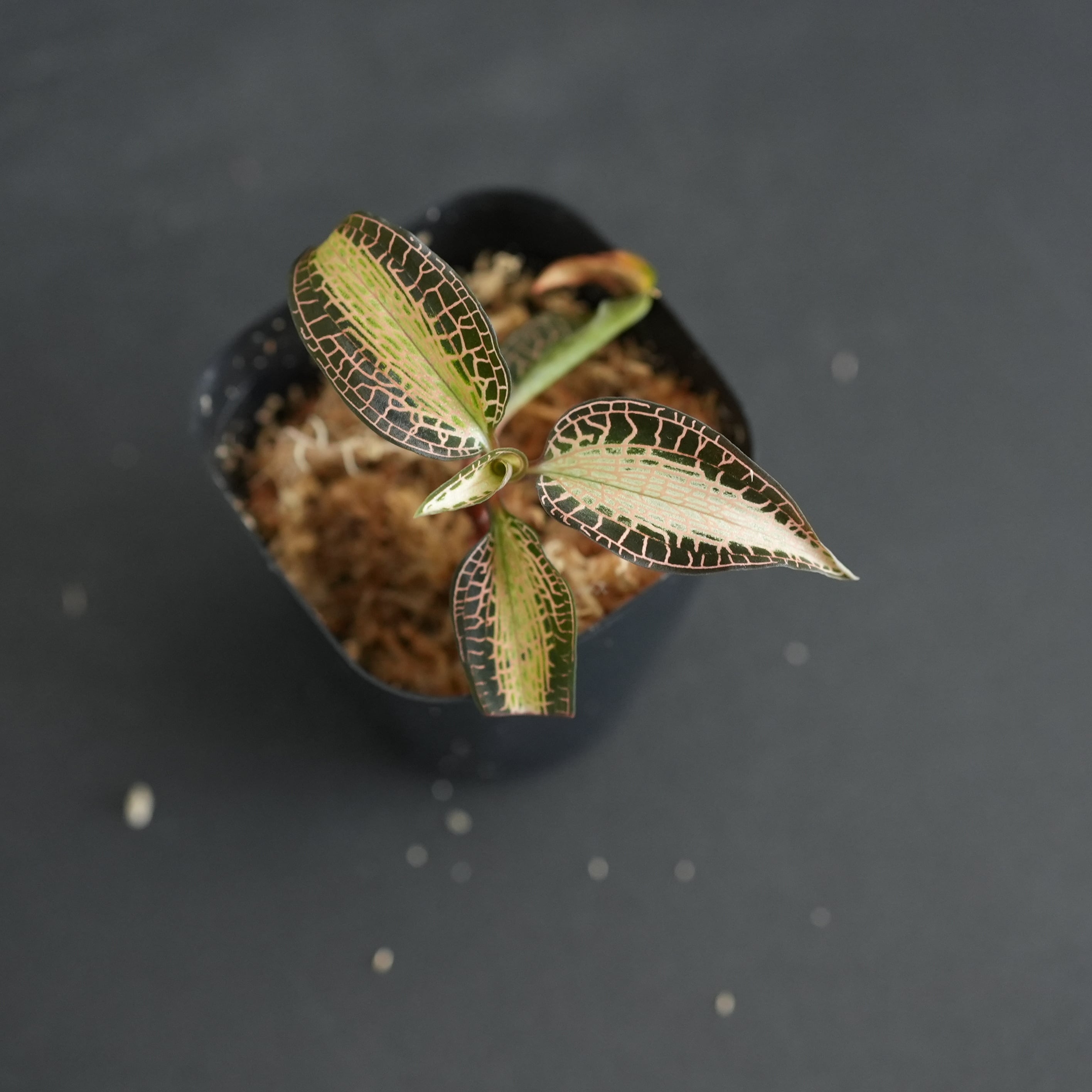 ◇現品◇Goodyera rostellata 'Pla Dang' Phattalung,Thailand