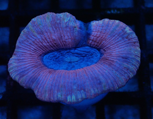 Trachyphyllia Premium 2