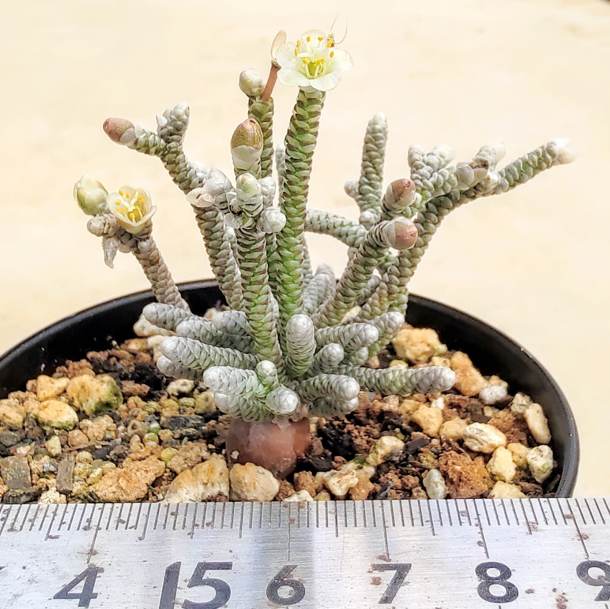 種子(少量パック)/30粒】Avonia grisea (Rooiwal, E of Springbok